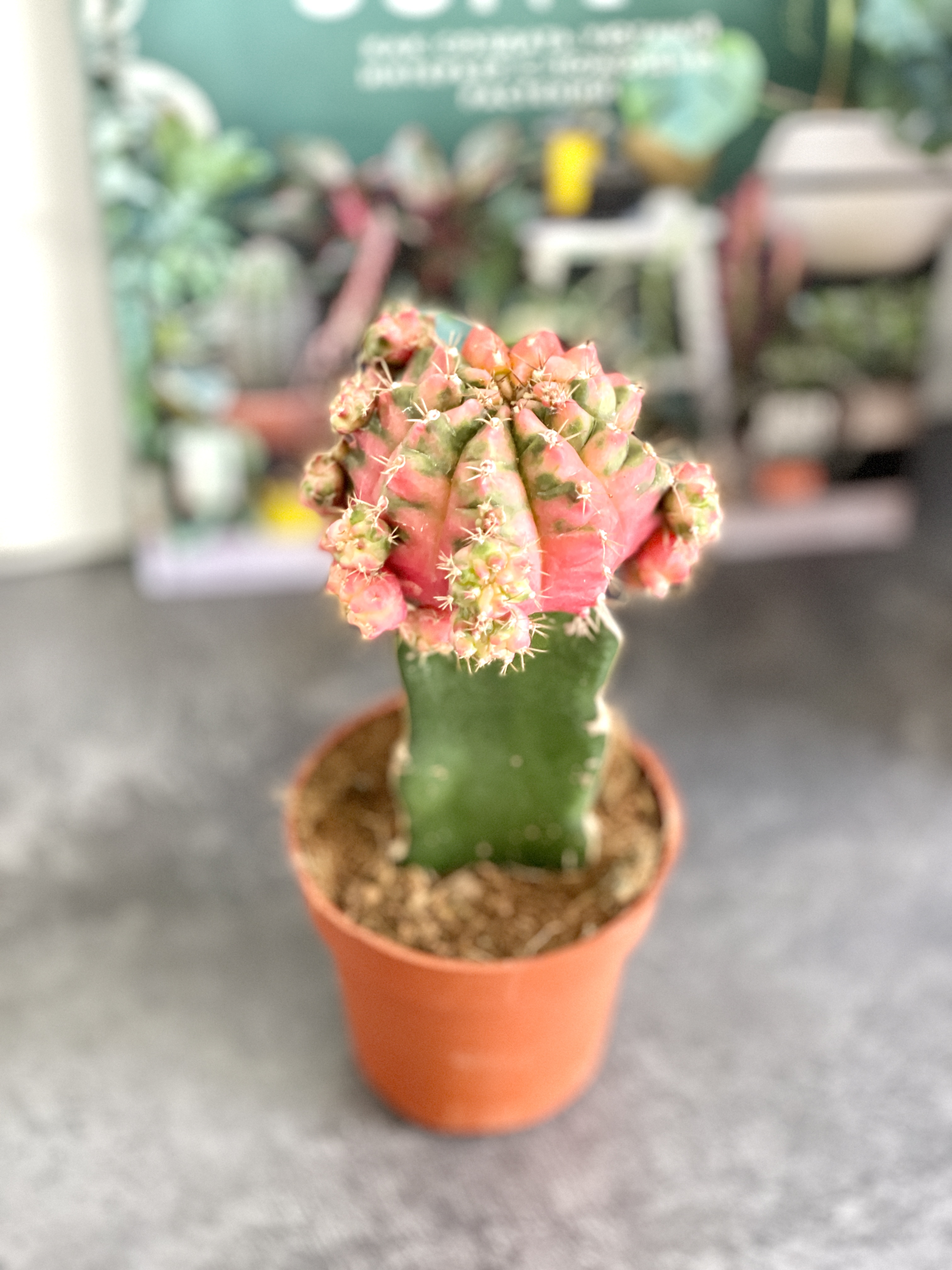 Гимнокалициум Михановича Микс (Gymnocalycium Mihanovichii Mix) D9см