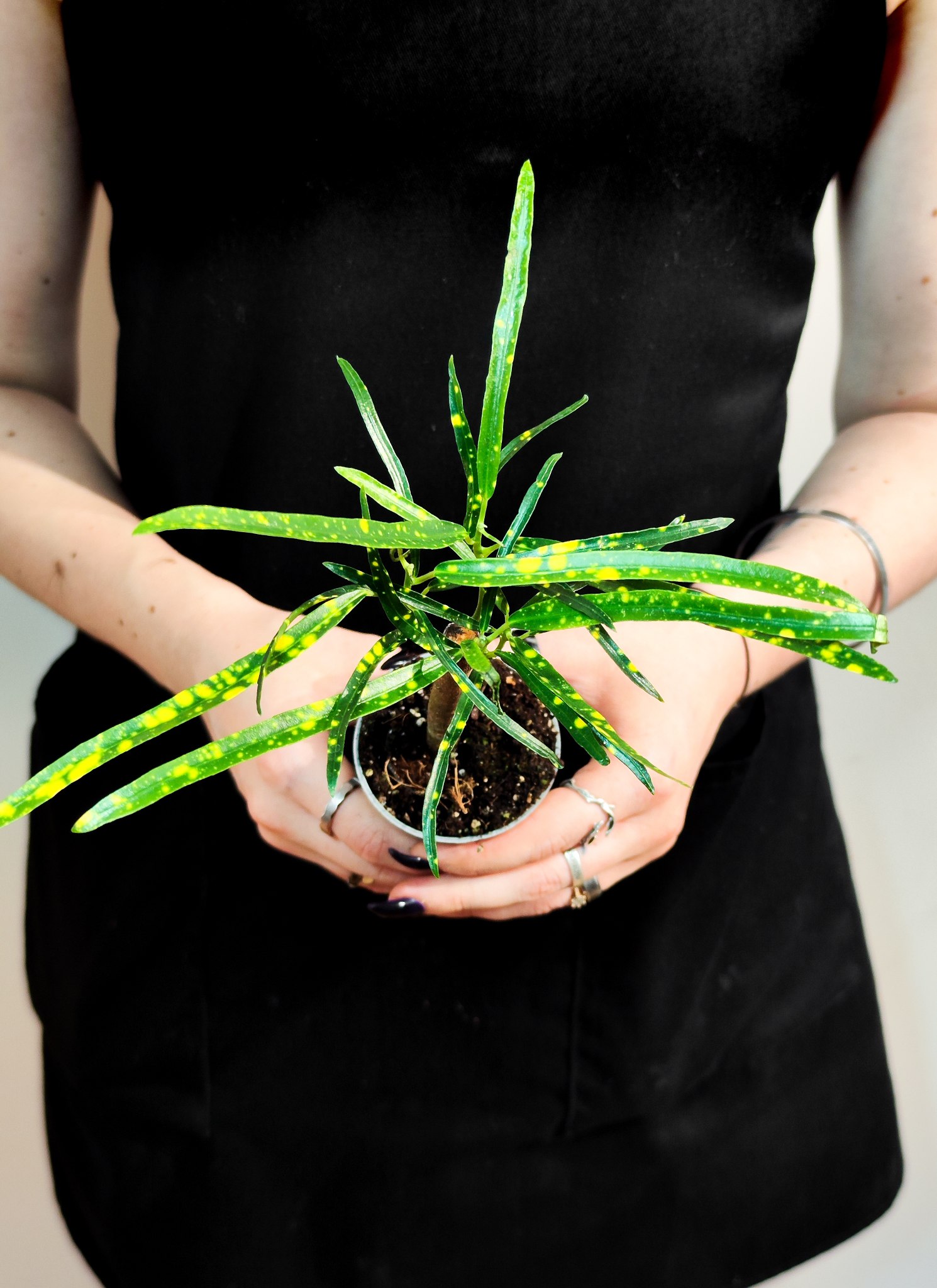 Кодиеум Пиктум (Codiaeum Pictum) D6см