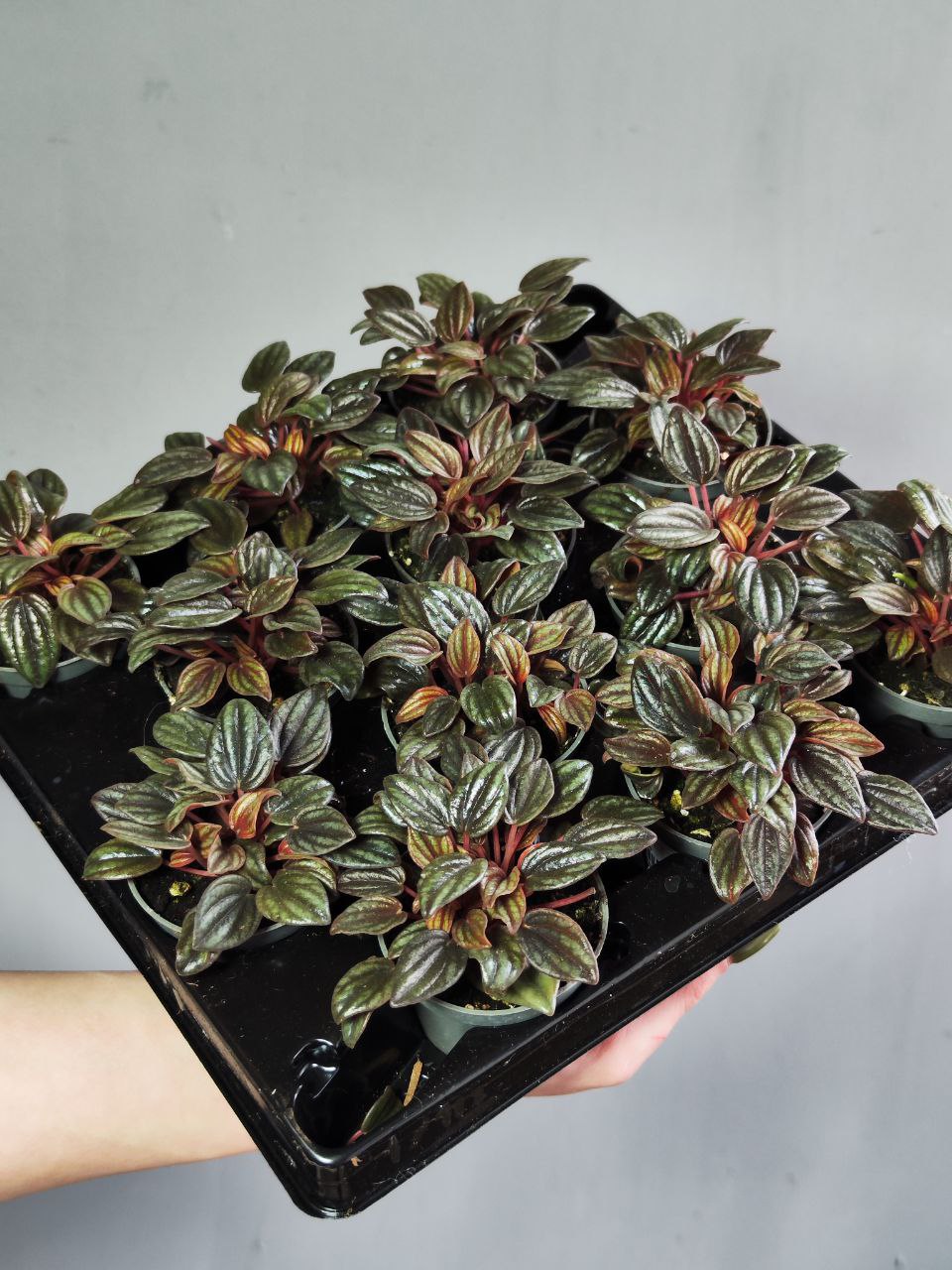 Пеперомия Лима (Peperomia Lima) D5см