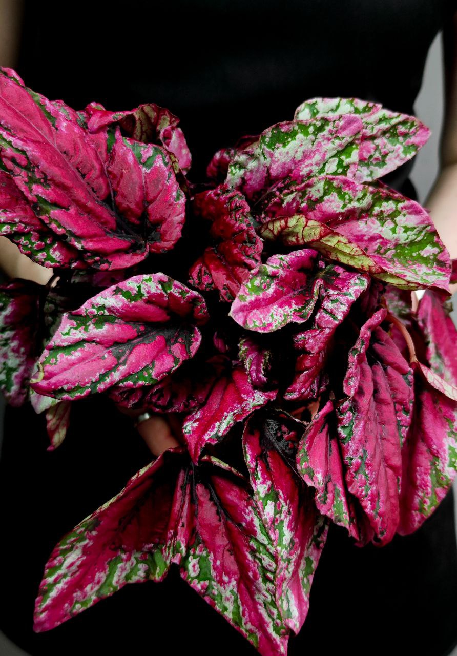 Бегония Рекс Мауи Сансет (Begonia Rex Maui Sunset) D12см