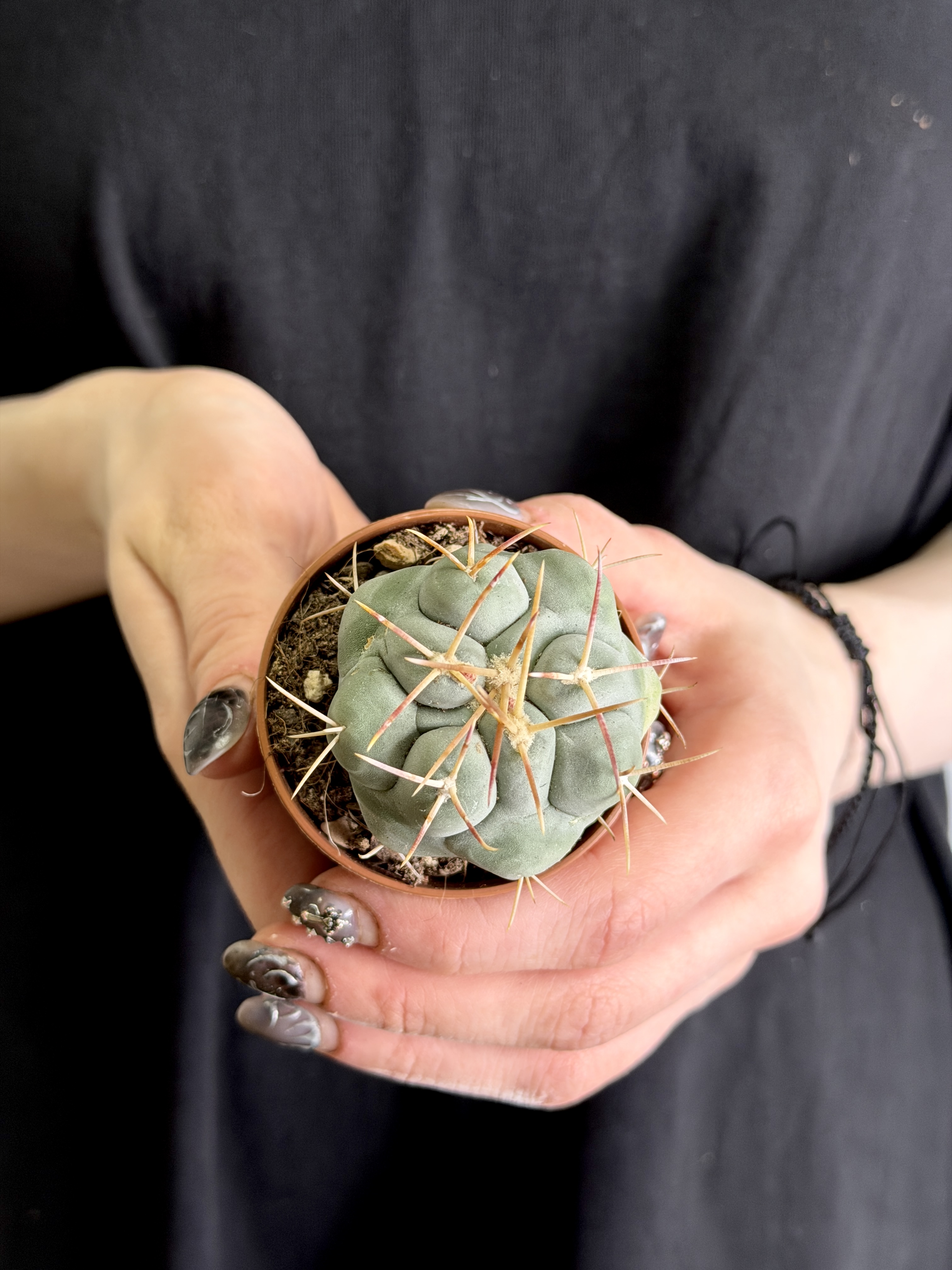 Телокактус Гексаэдрофорус (Thelocactus Hexaedrophorus) D5см