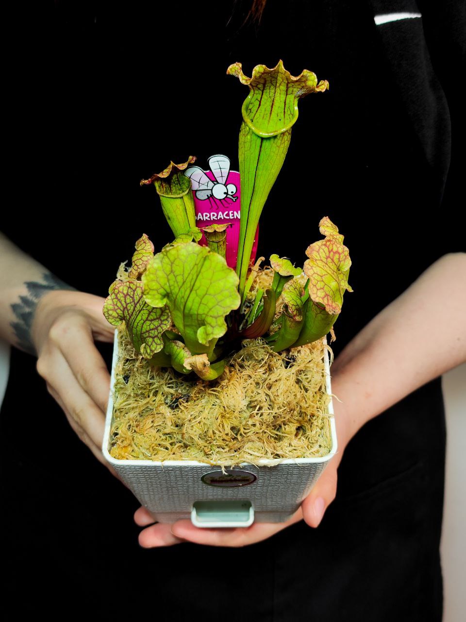 Саррацения Лейкофилла Компакта  (Sarracenia Leucophylla Compacta) пересаженная D12см