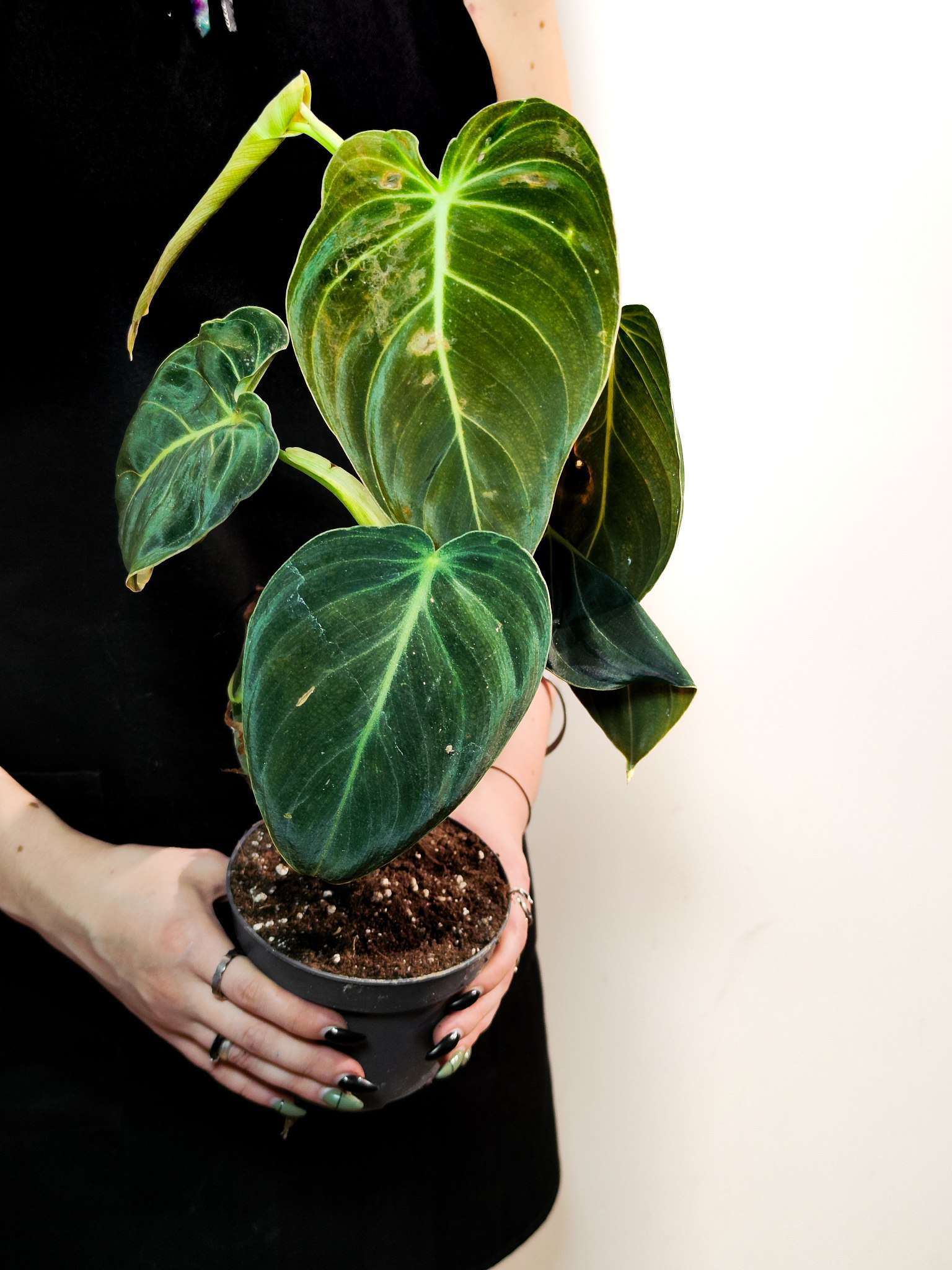 Филодендрон Меланохризум (Philodendron Melanochrysum) D12см