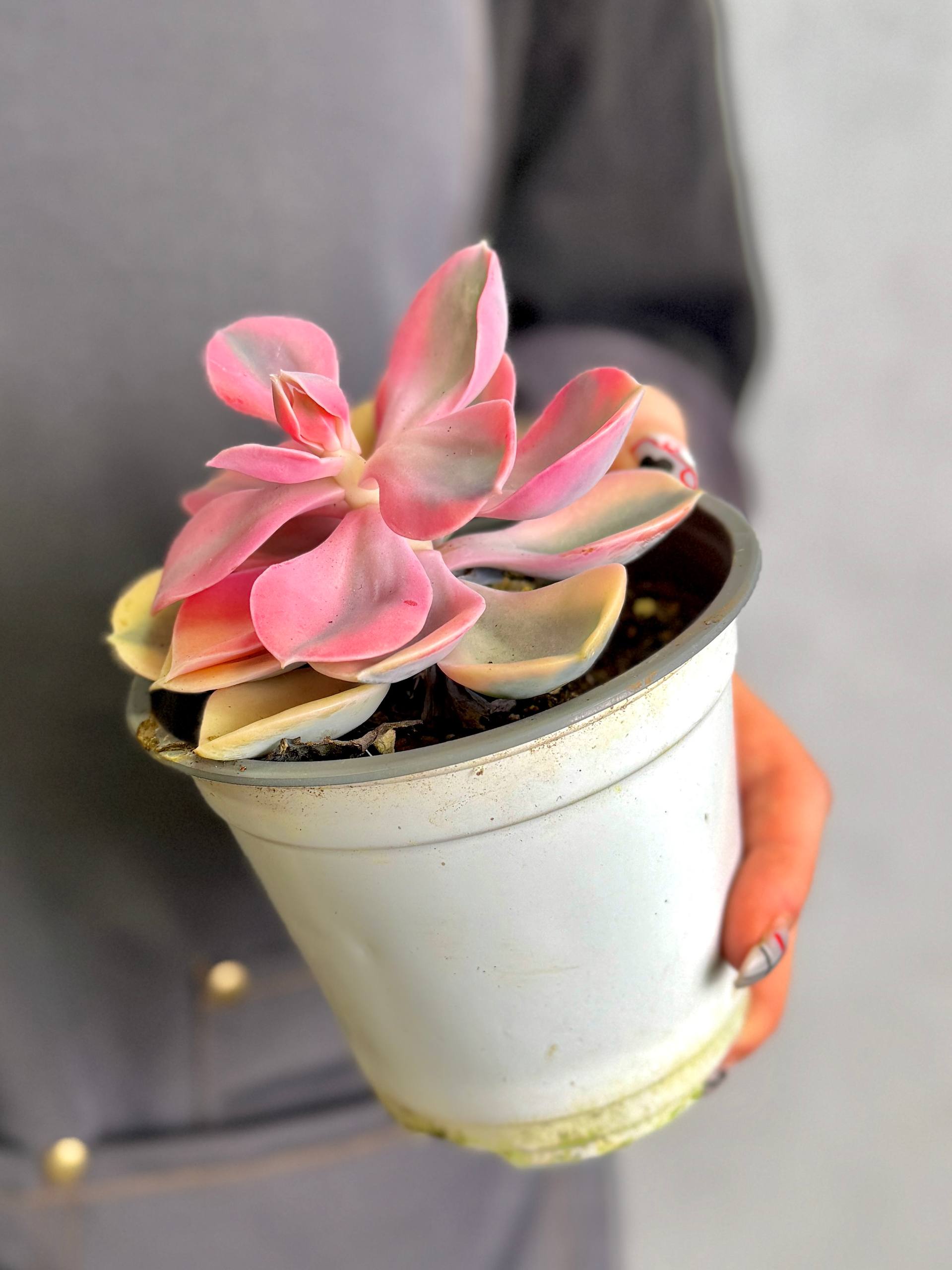 Эхеверия Рейнбоу (Echeveria Rainbow) D10см