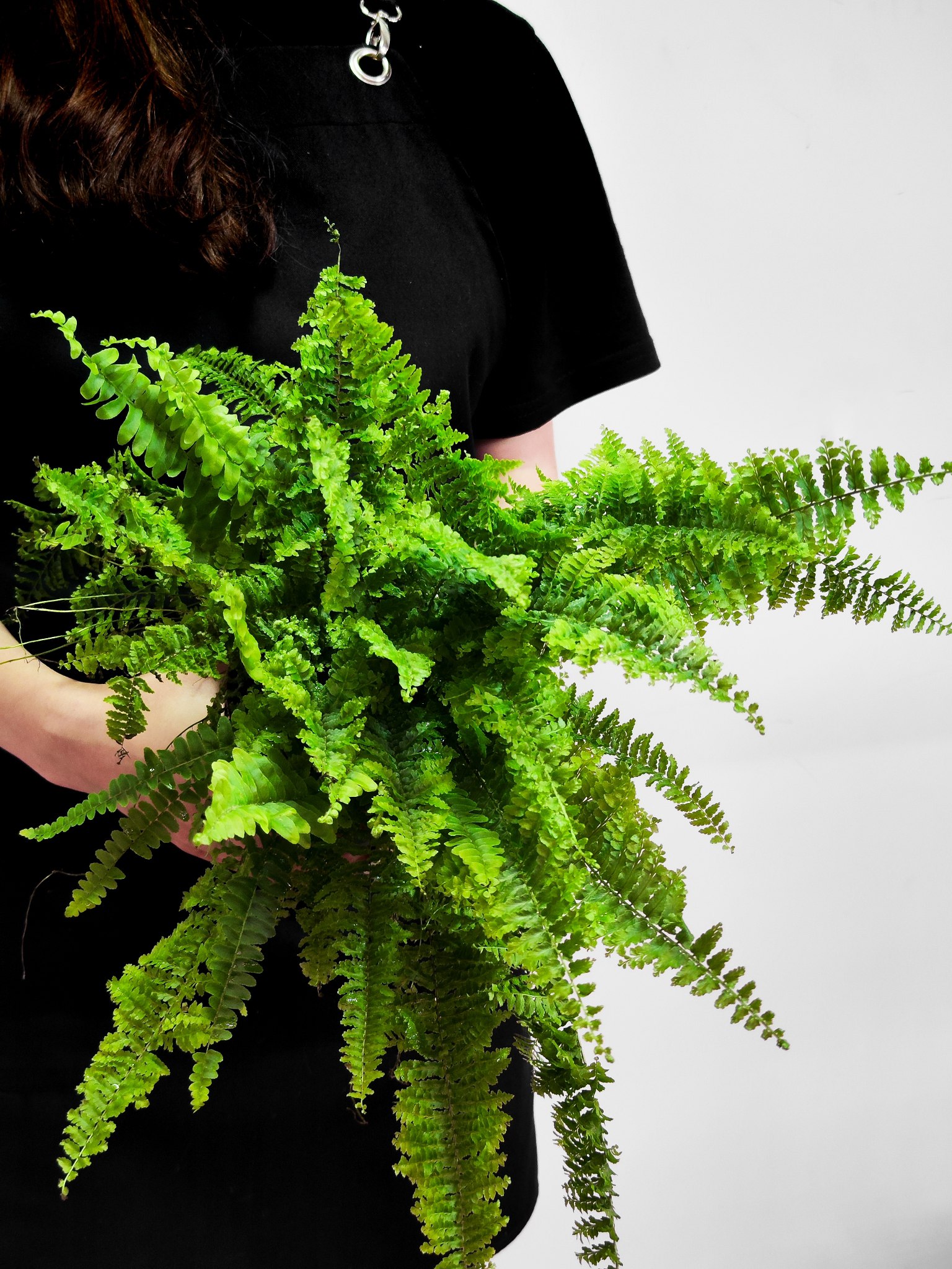 Нефролепис Витале (Nephrolepis Vitale) D12см