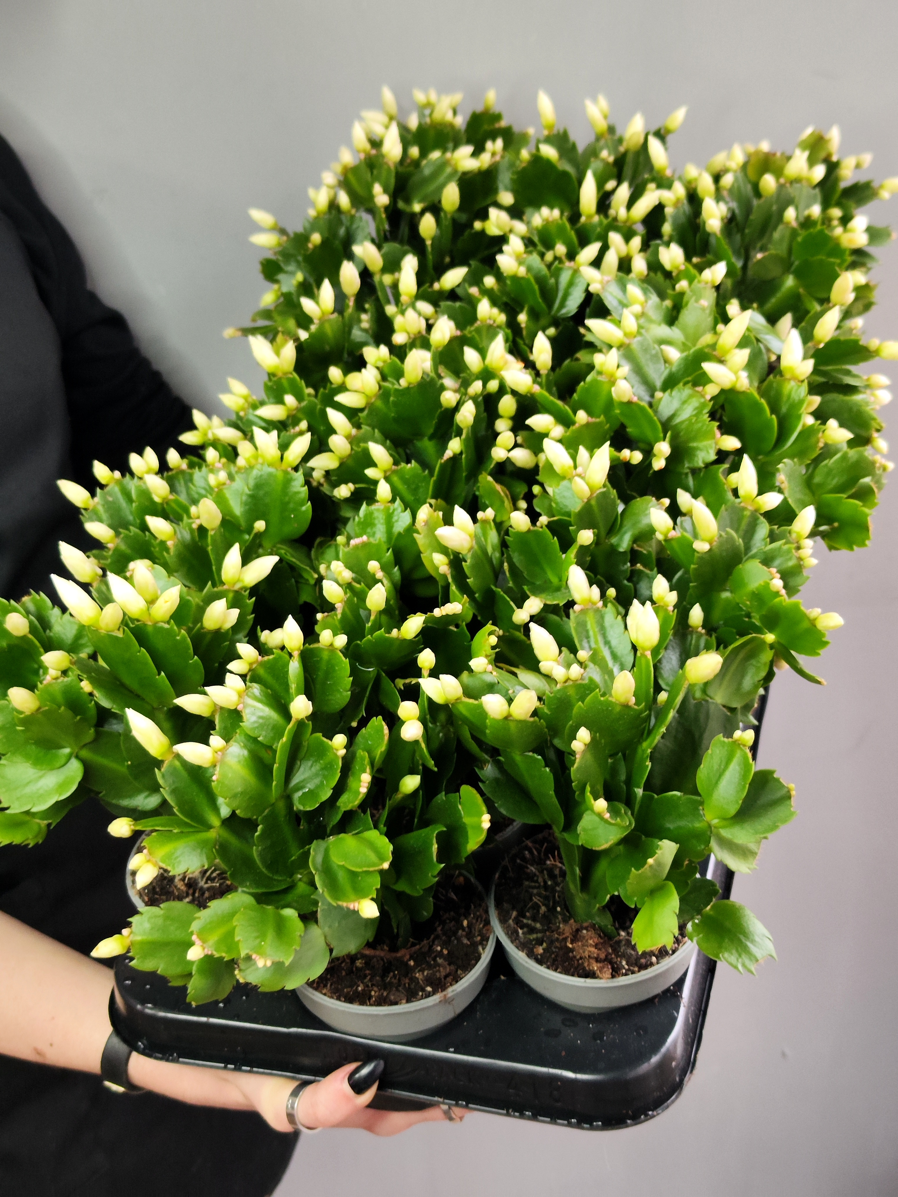 Декабрист Белый, или Шлюмбергера (Schlumbergera Tendenza White) D9см