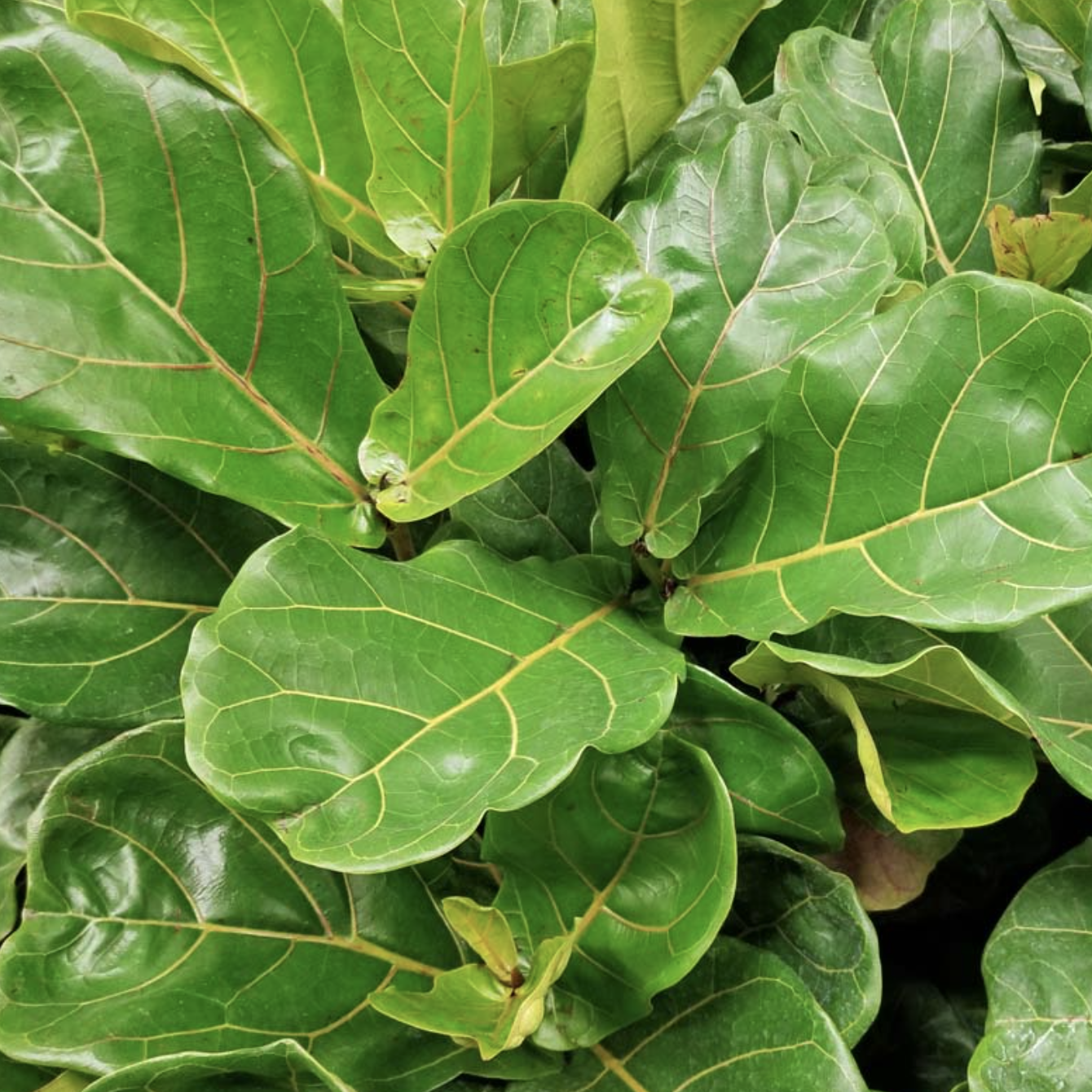 Фикус Лирата «Классический» (Ficus Lyrata) D6см