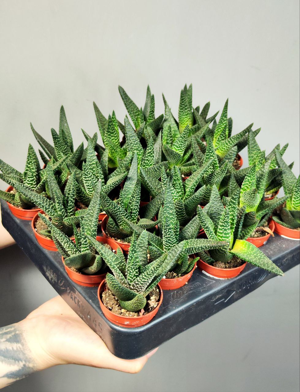 Гастералоэ Королевское Величество (Gasteraloe Royal Majesty) D5см