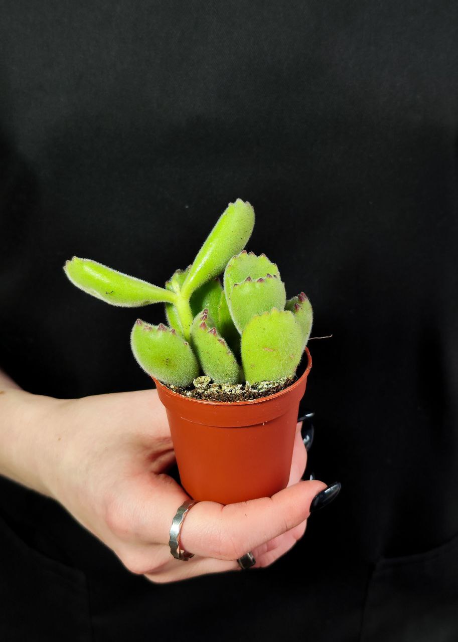 Котиледон Войлочный, или  Медвежьи Лапки (Cotyledon Tomentosa) D5см