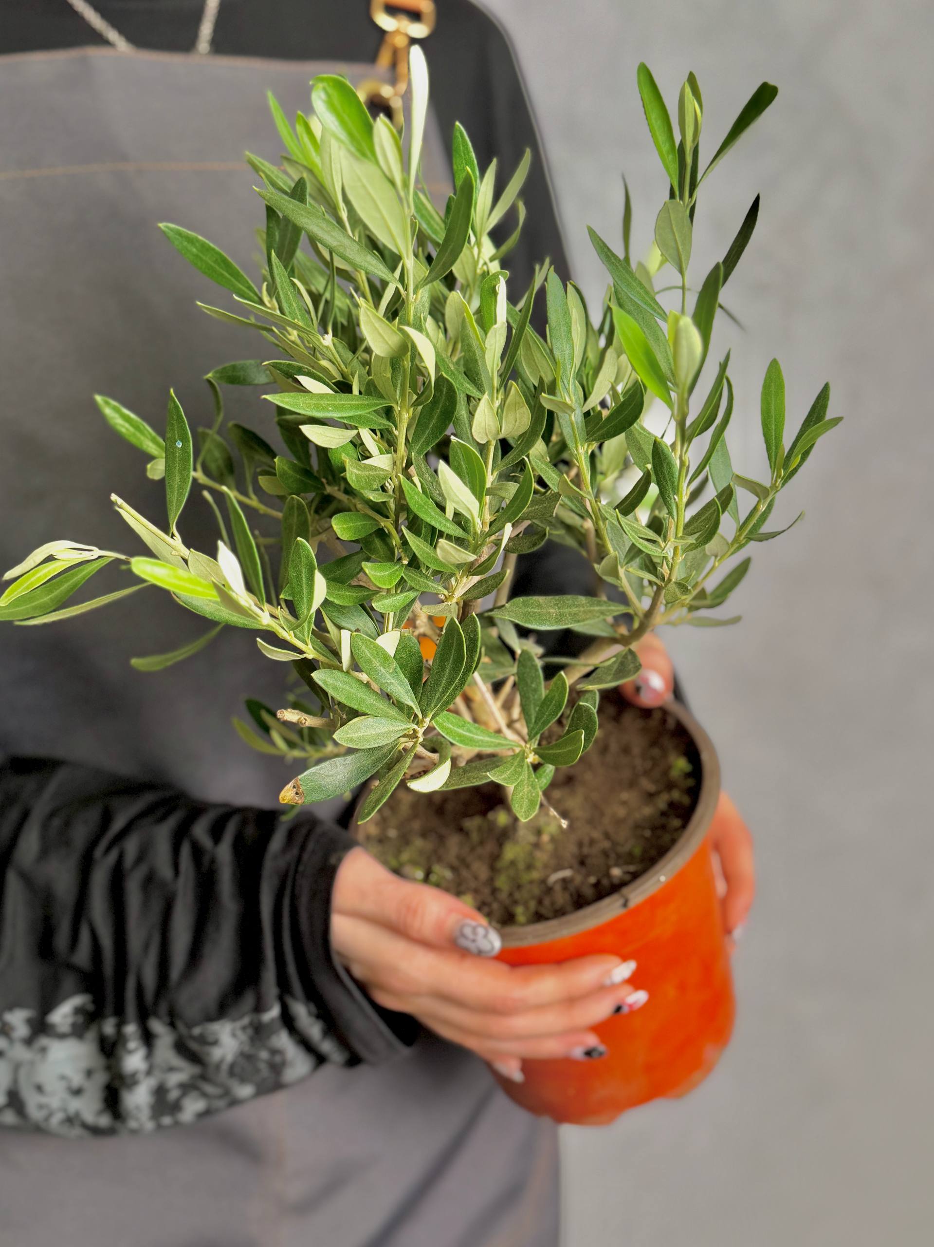 Олива европейская, или Оливковое дерево (Olea Europaea Bush) D15см