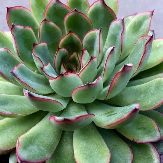 Эхеверия Пулидонис (Echeveria Pulidonis) D5см