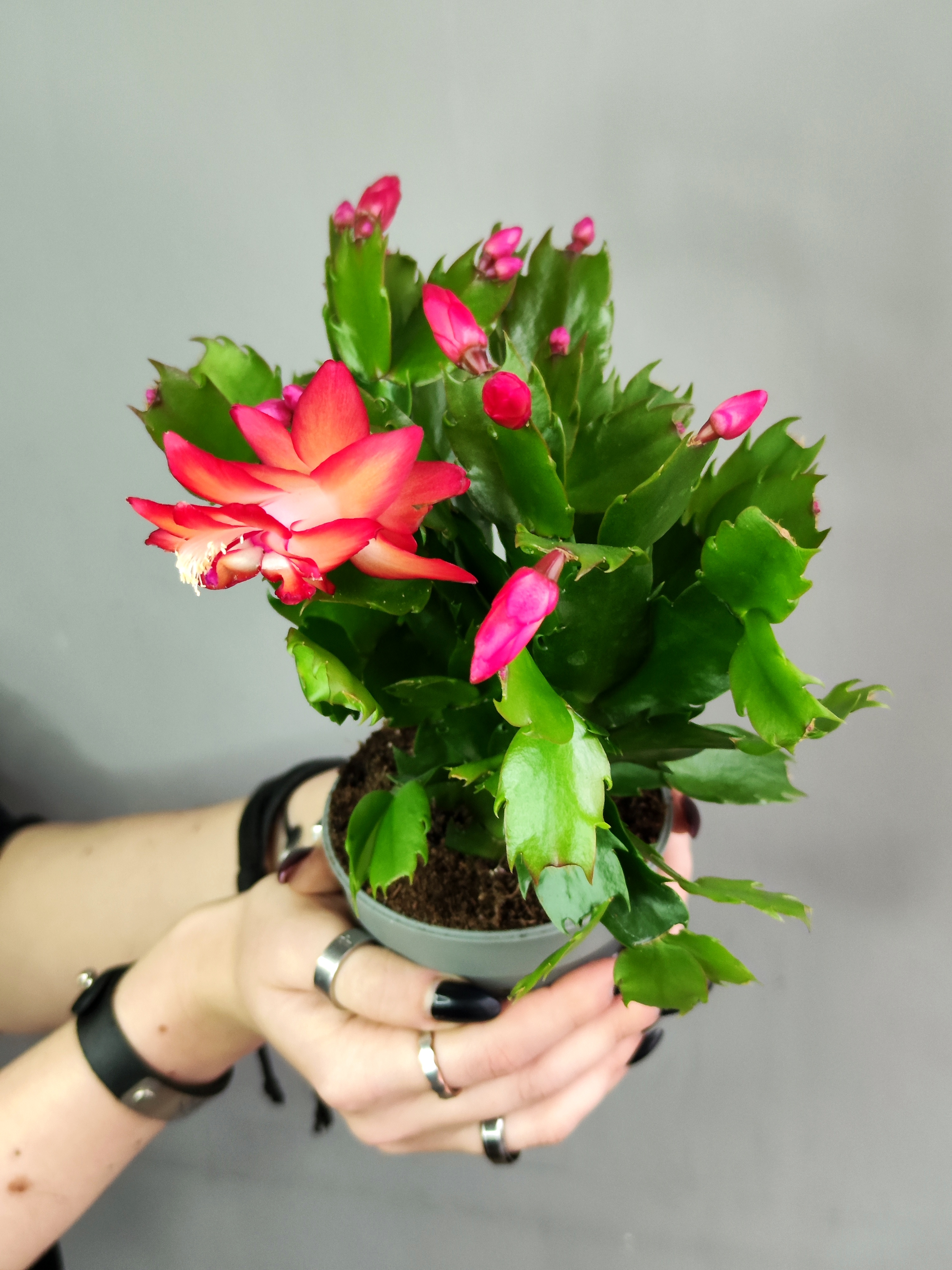 Декабрист Красный, или Шлюмбергера (Schlumbergera Tendenza Red) D9см