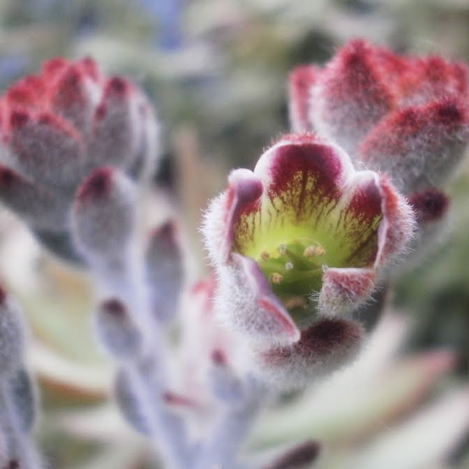 Каланхоэ Томентоза Аида (Kalanchoe Tomentosa Aida) D5см