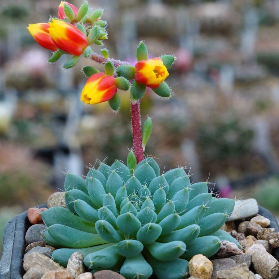 Эхеверия Сетоза Деминута (Echeveria Setosa Deminuta) D5см