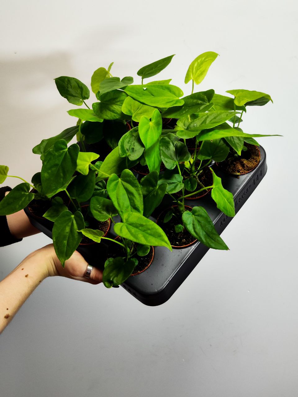 Антуриум Балаоанум (Anthurium Balaoanum) D6см