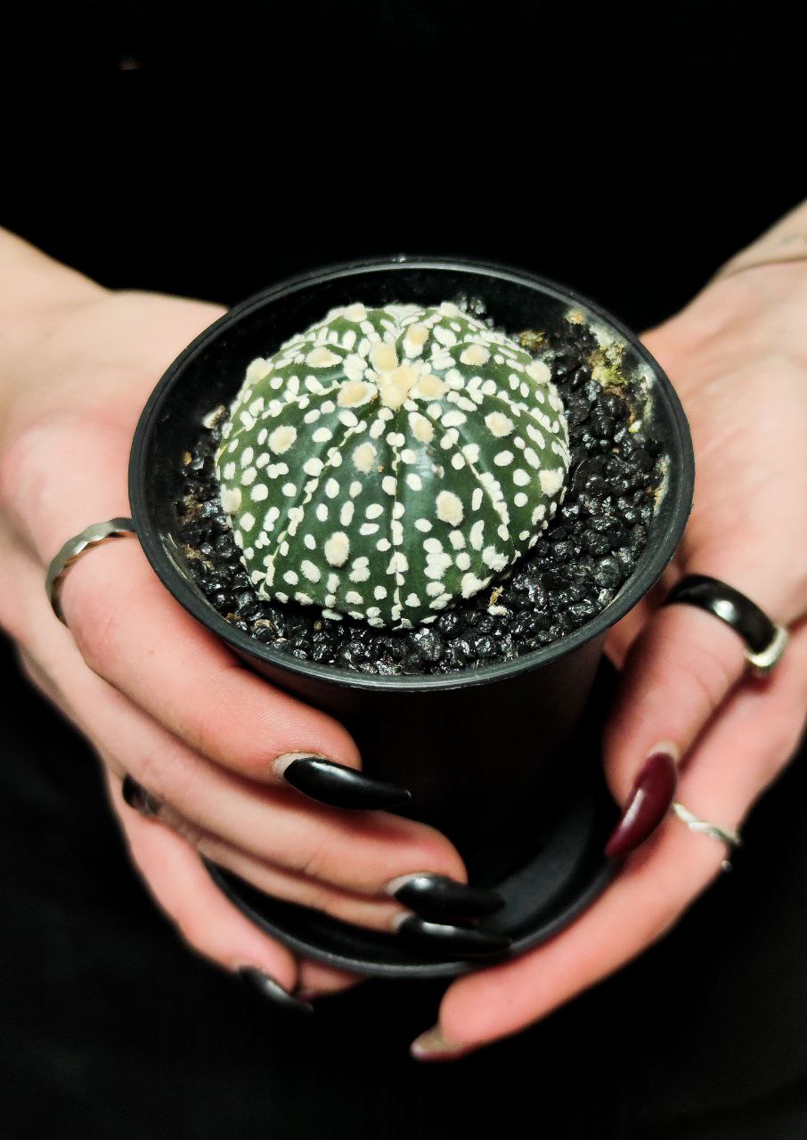 Астрофитум Супер Кабуто (Astrophytum Super Kabuto) D5см