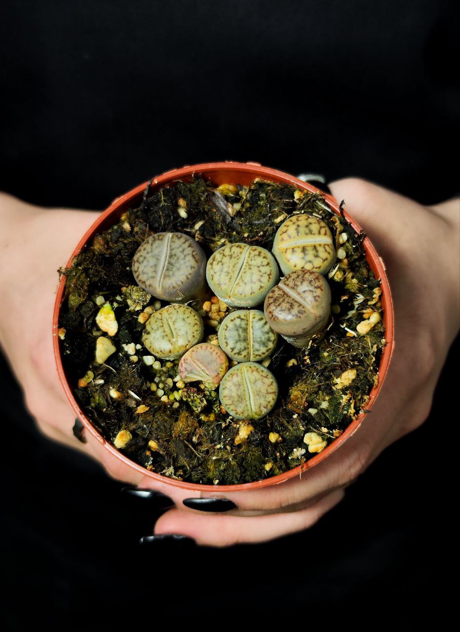 Литопс Микс (Lithops Mix) D8см