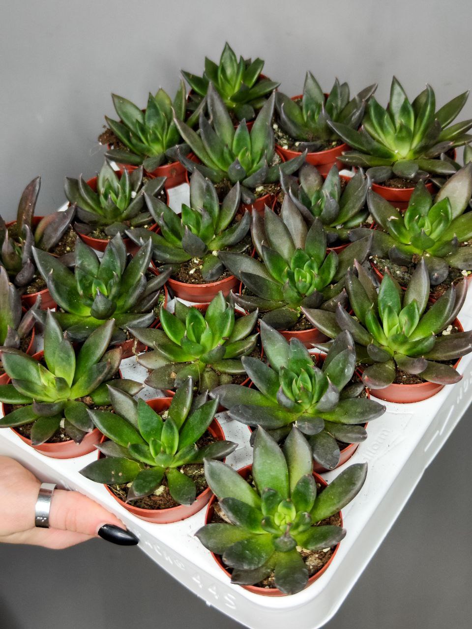 Эхеверия Блэк Поинт (Echeveria Black Point) D5см
