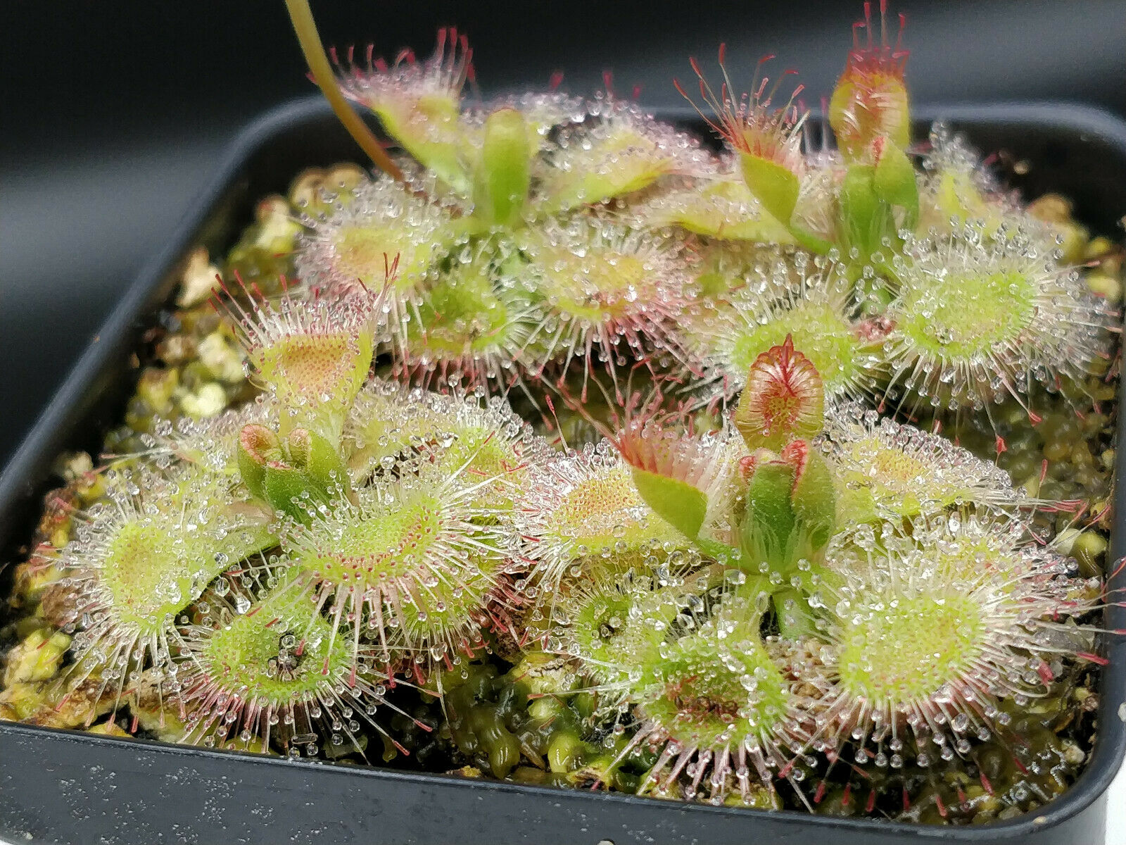 Семена Росянки Бурмана (Drosera Burmannii) от 50 шт