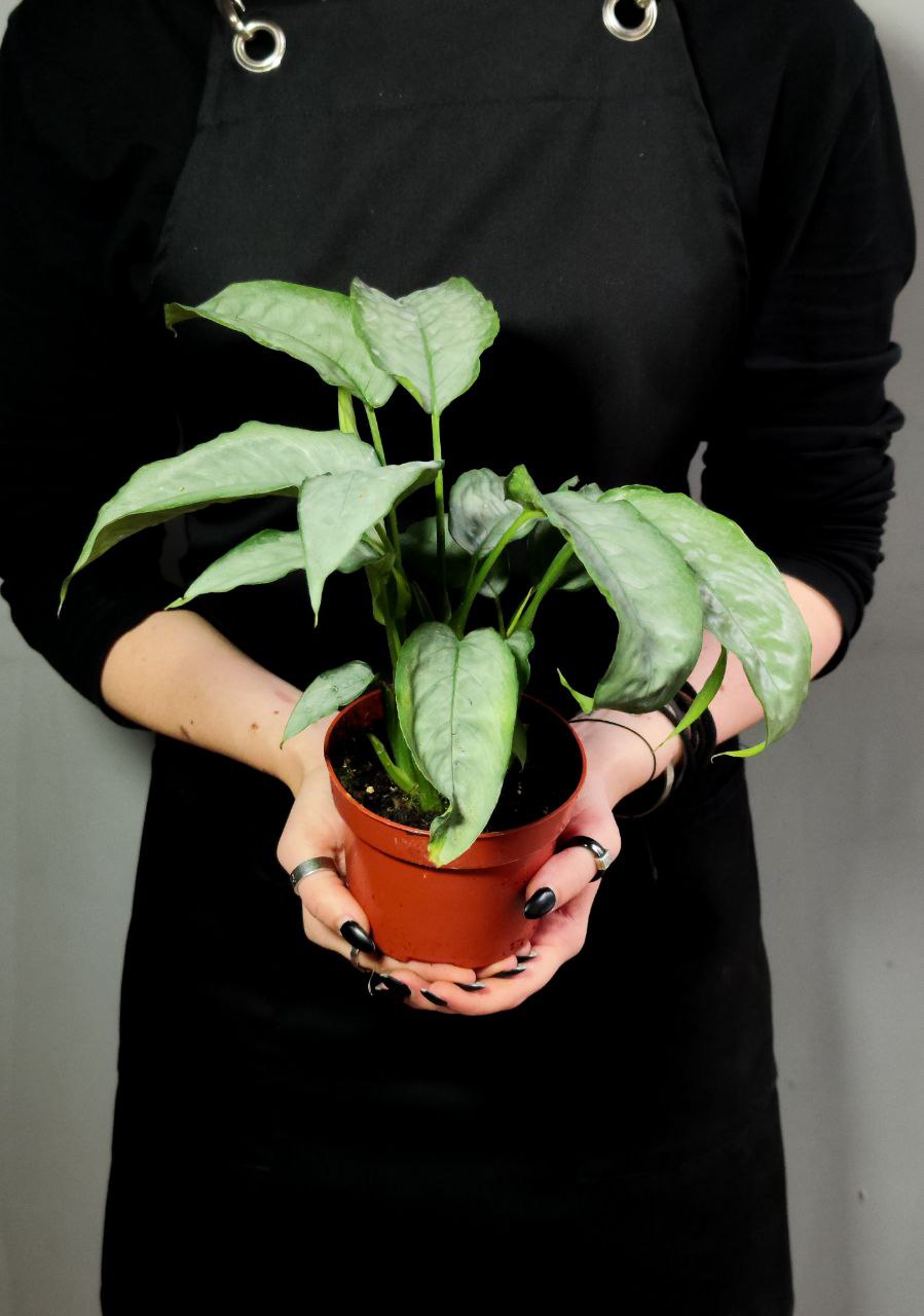 Шизматоглоттис Сильвер Форм (Schismatoglottis Sp. Silver form) D10см