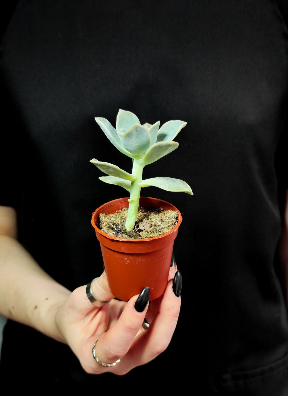 Граптоверия Лавли Роуз (Graptoveria Lovely Rose) D5см