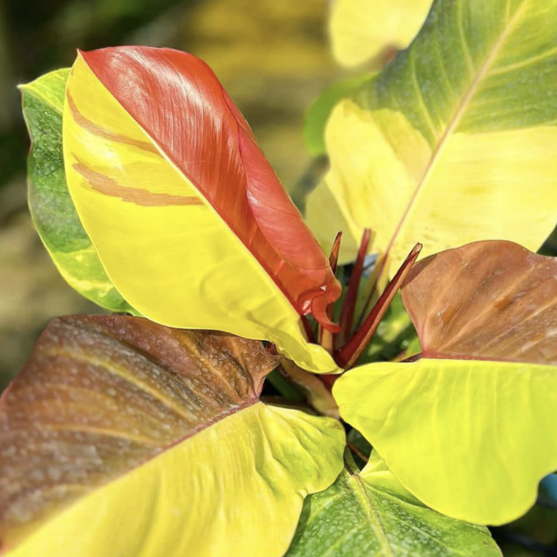 Филодендрон Йеллоу Флейм (Philodendron Yellow Flame) D12см