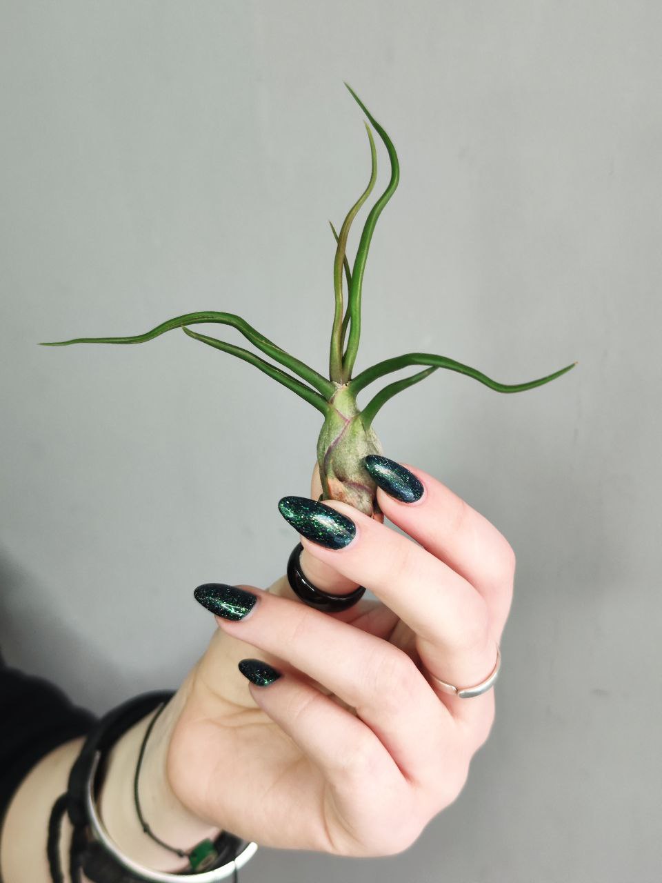 Тилландсия Бульбовидная (Tillandsia Bulbosa)