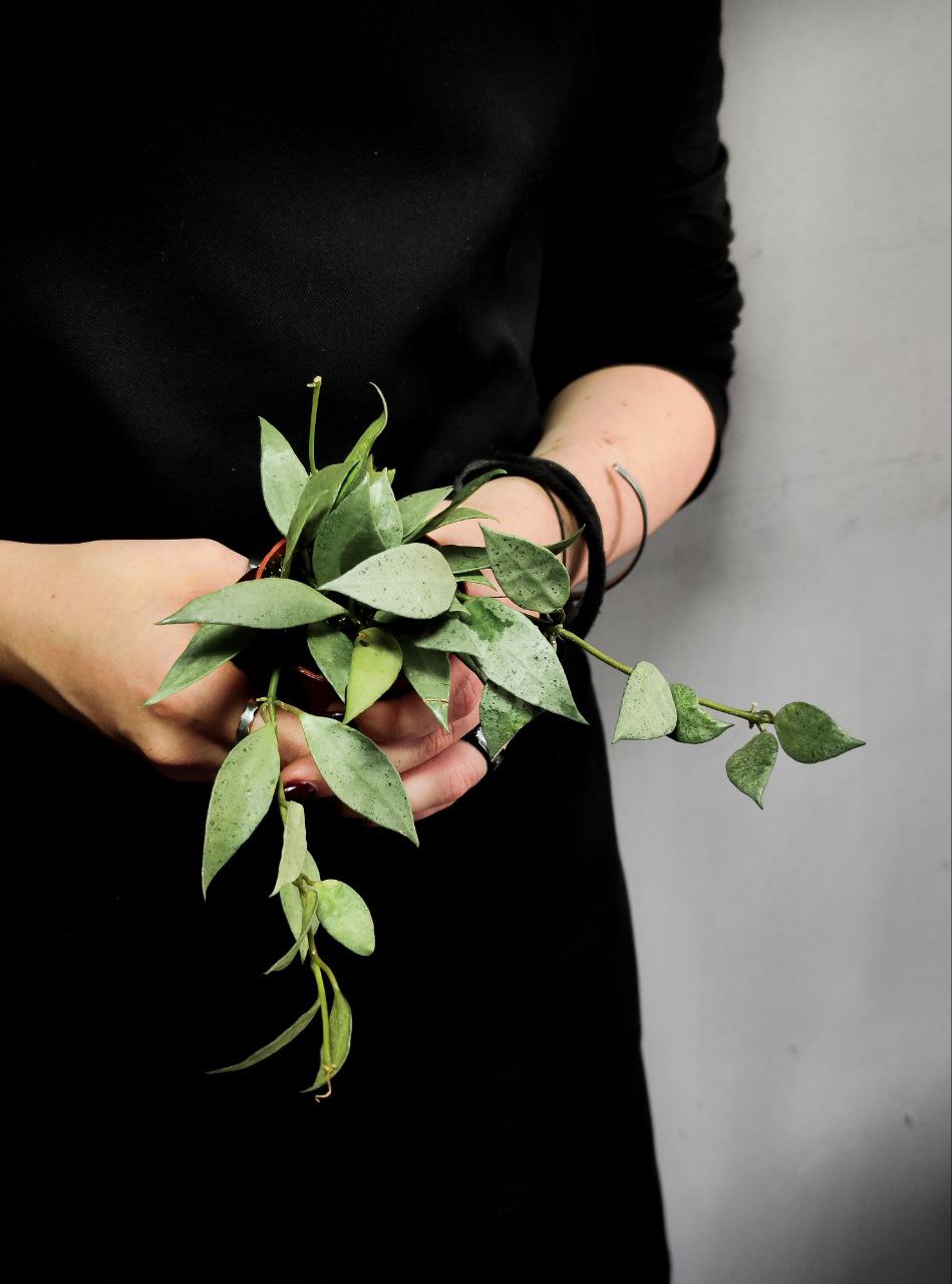 Хойя Лакуноза Минт (Hoya Lacunosa Mint) D6см