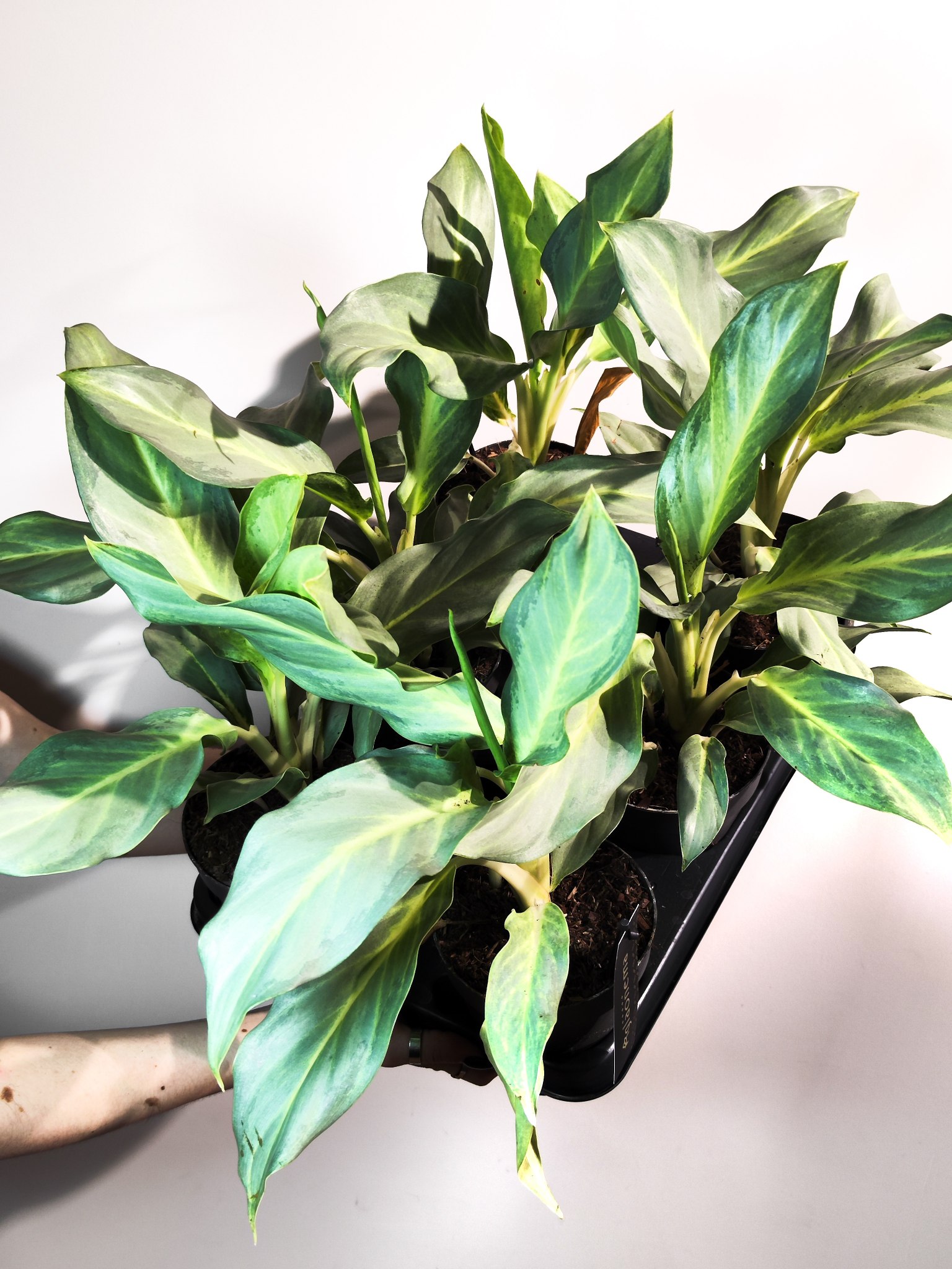 Аглаонема Аква Грин (Aglaonema Aqua Green) D12см
