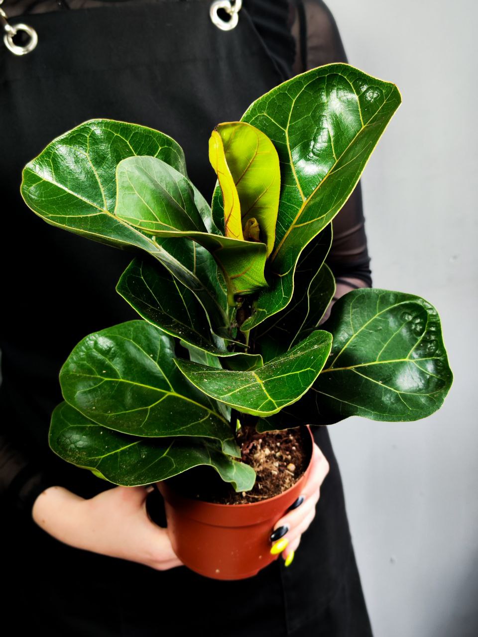 Фикус Лирата Бамбино (Ficus Lyrata Bambino) D12см