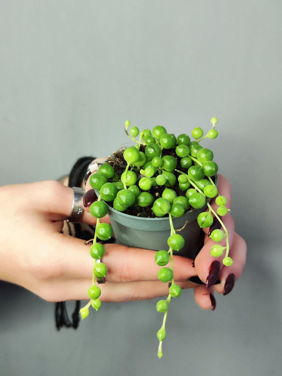 Крестовник Роули (Senecio Rowleyanus) D6см