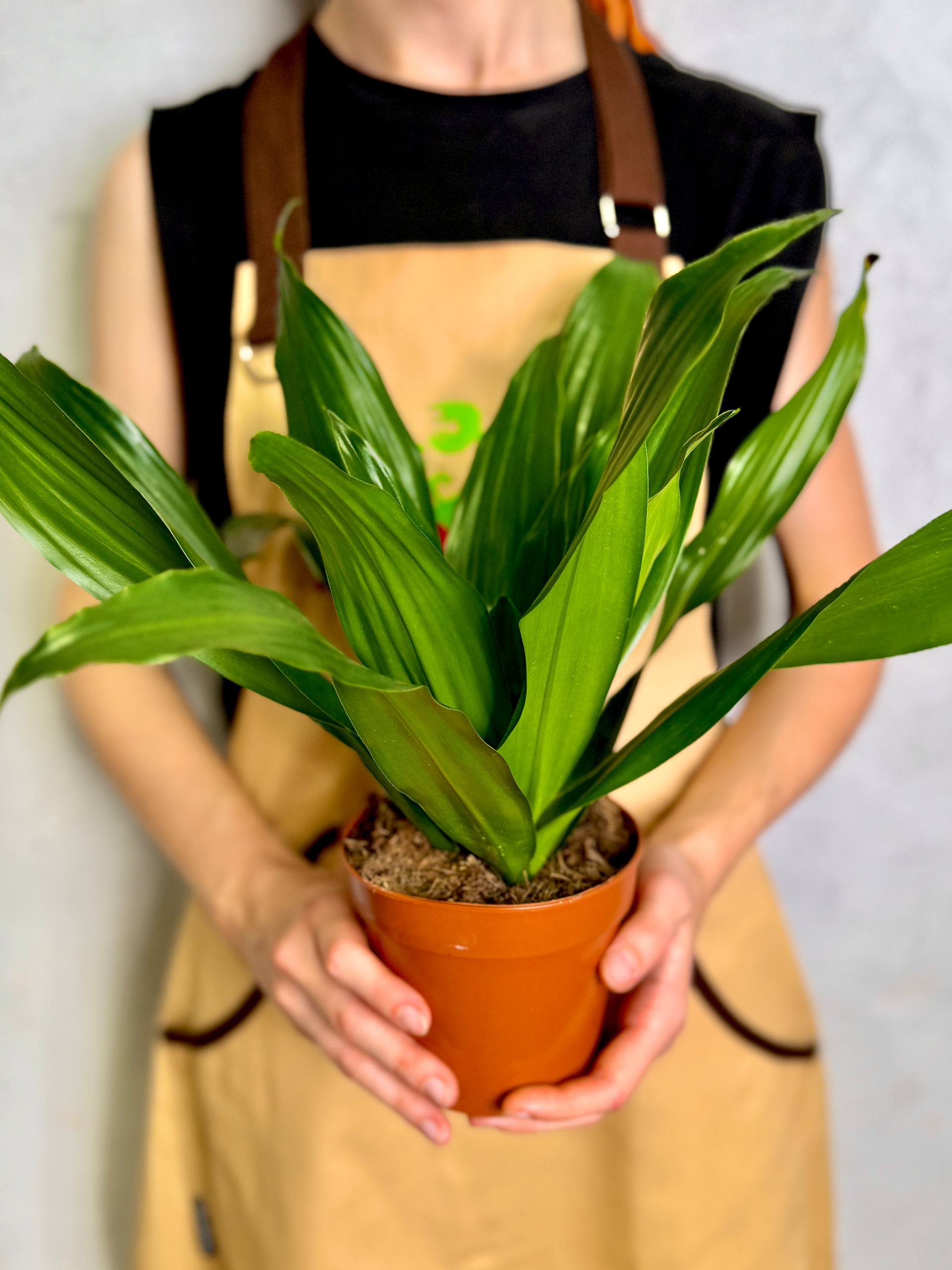 Драцена Джанет Крейг (Dracaena Fragrance Janet Craig) D12см