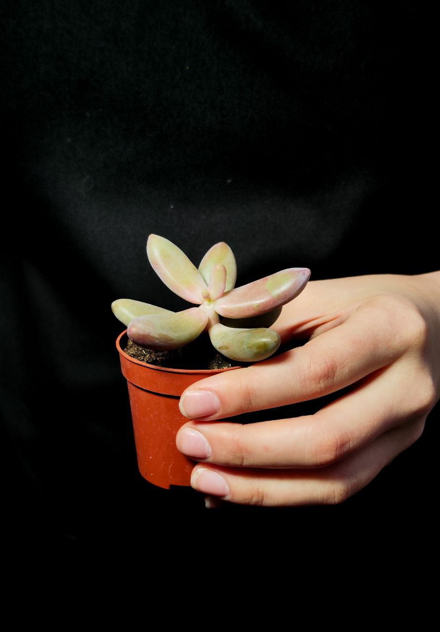 Пахифитум Яйценосный Капитан Джессоп (Pachyphytum Oviferum Captain Jessop) D5см