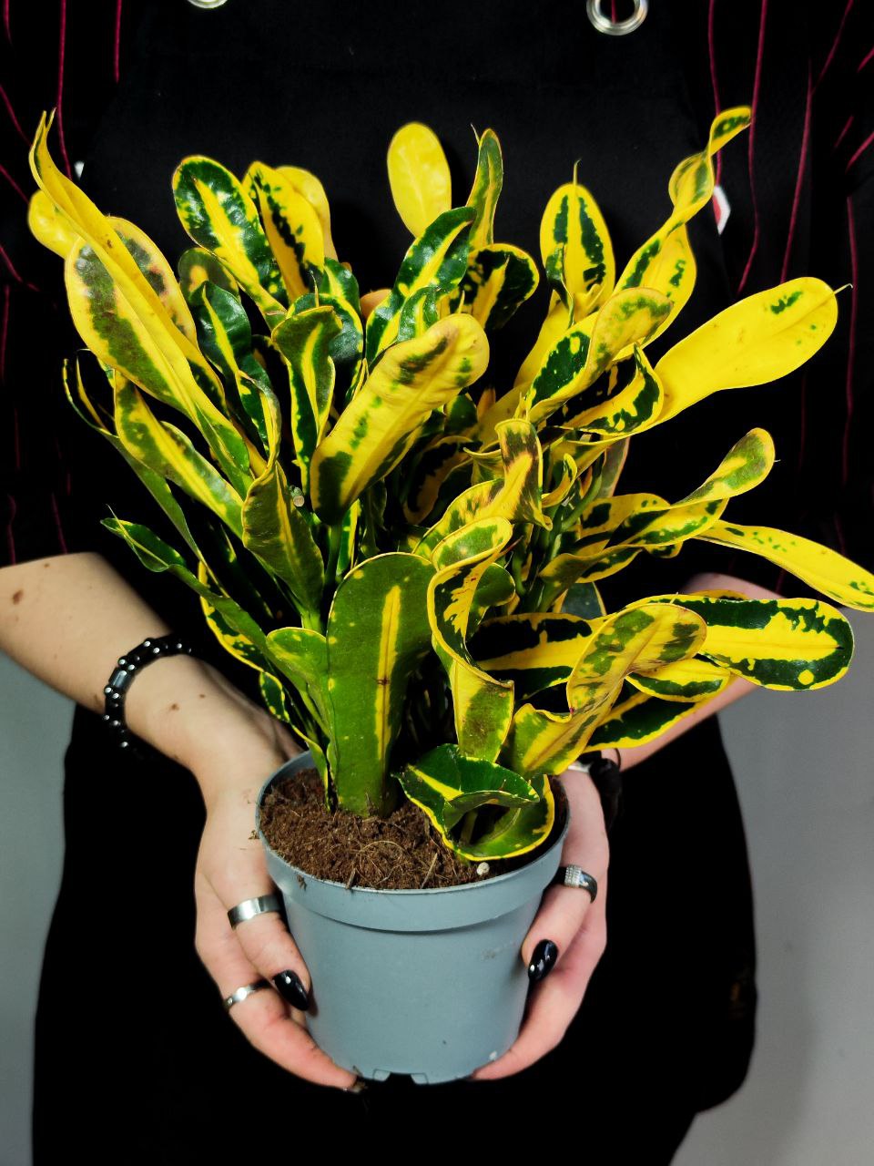 Кодиеум Мамми Йеллоу (Codiaeum Mammy Yellow) D12см