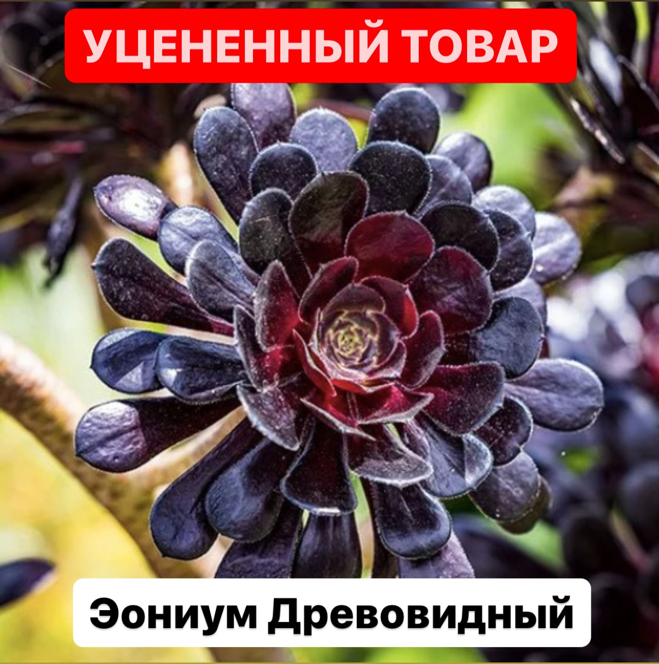 Эониум Древовидный растение уцен.