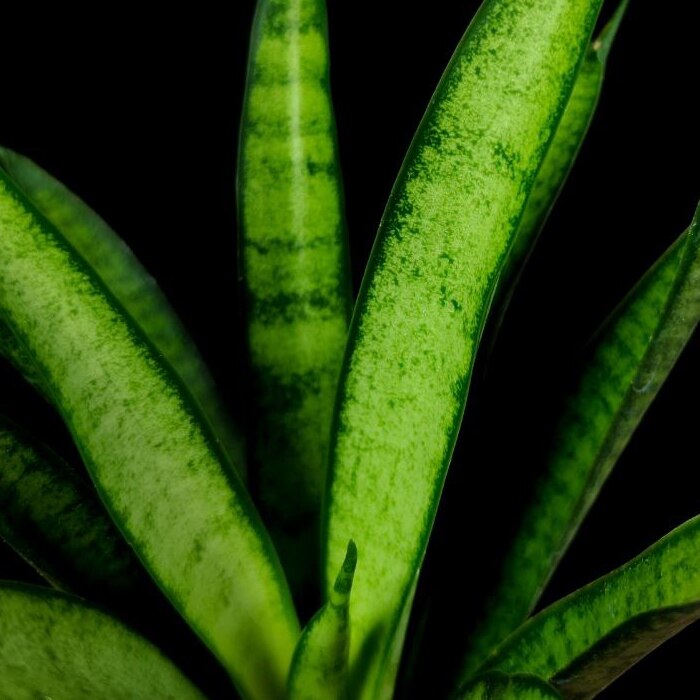 Сансевиерия Пантера (Sansevieria Panthera) D6см