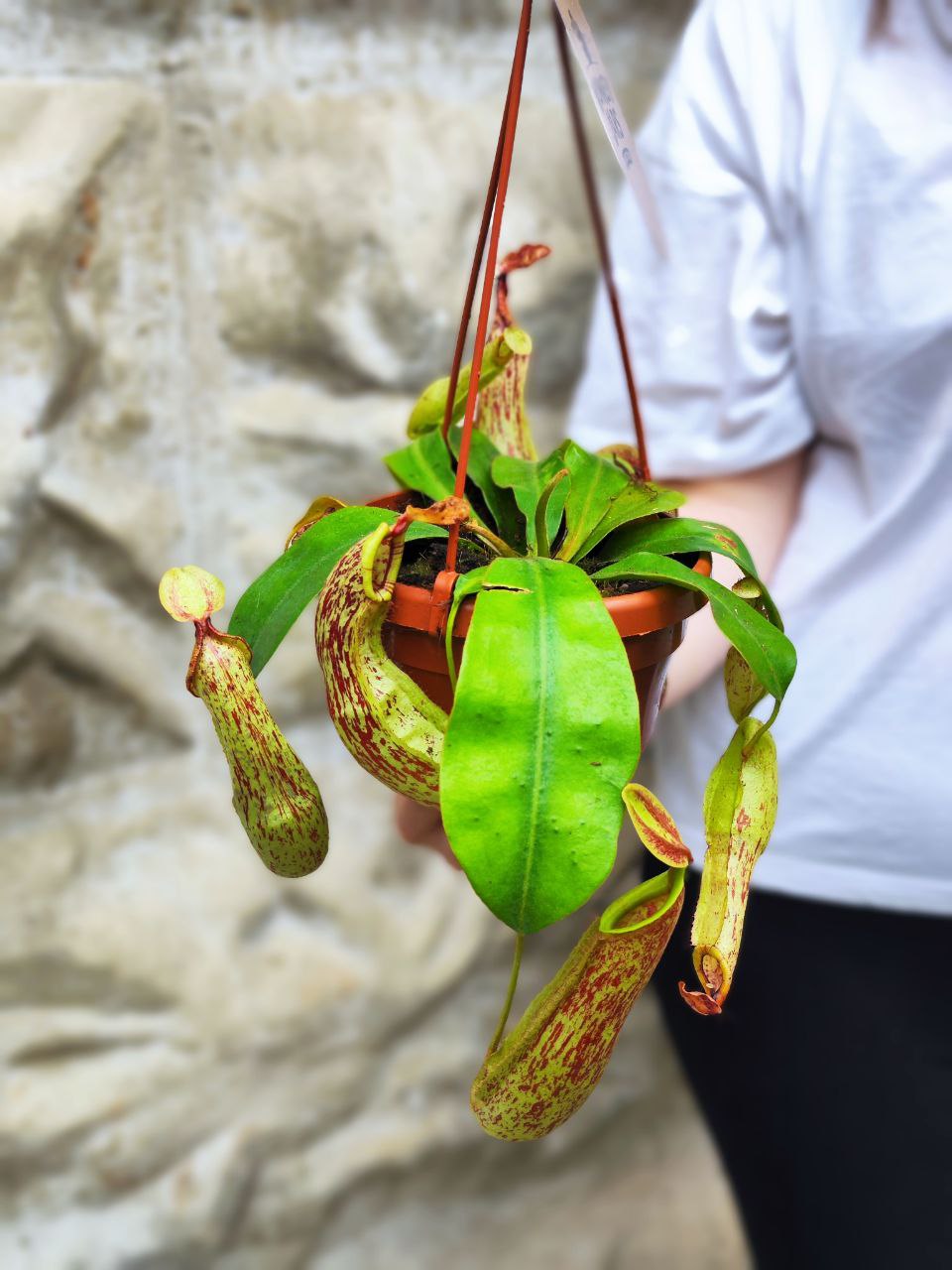 Непентес Мохито (Nepenthes Mojito) D14см