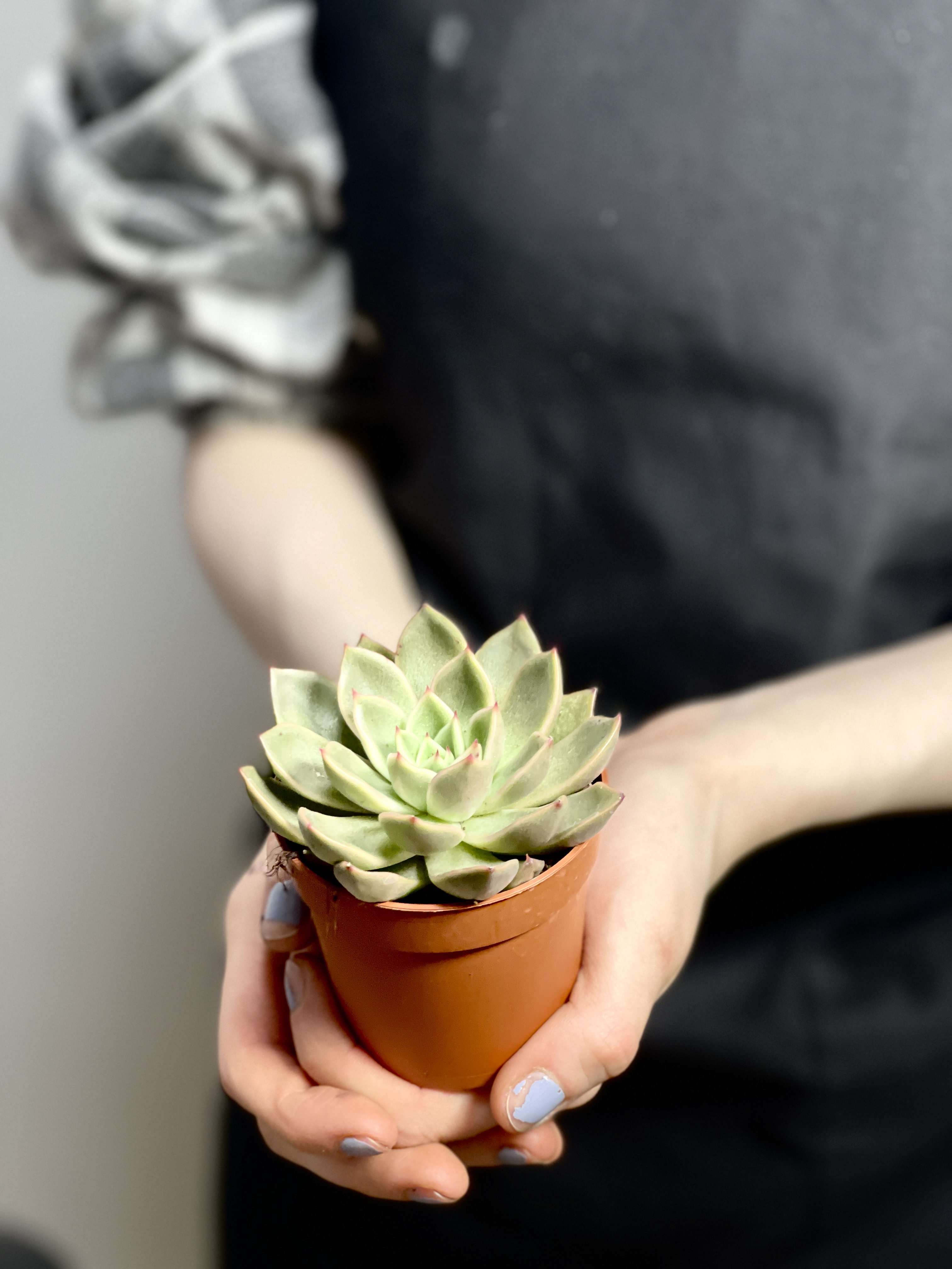 Эхеверия Мира (Echeveria Agavoides Mira) D5см