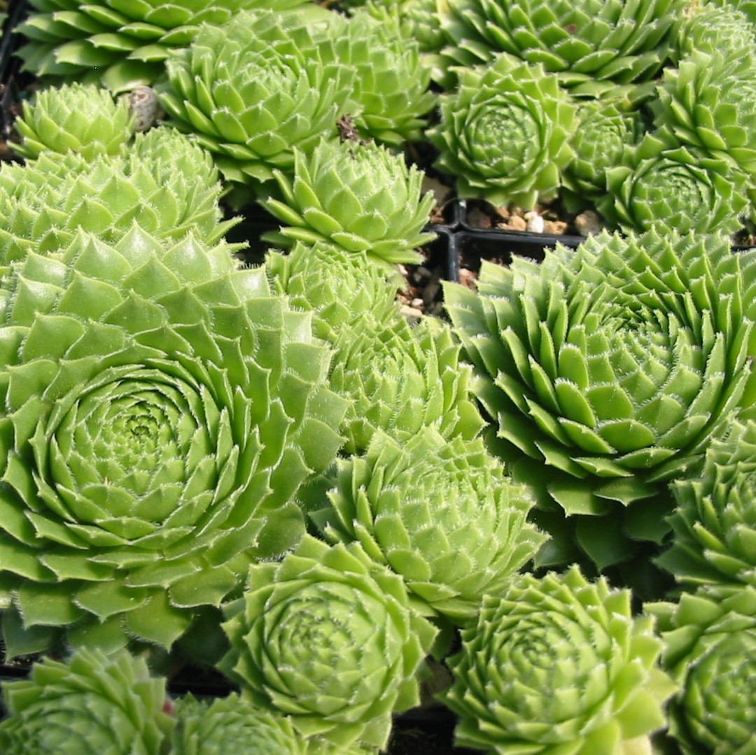 Семпервивум Грин, или Молодило Зеленое (Sempervivum Green) D5см