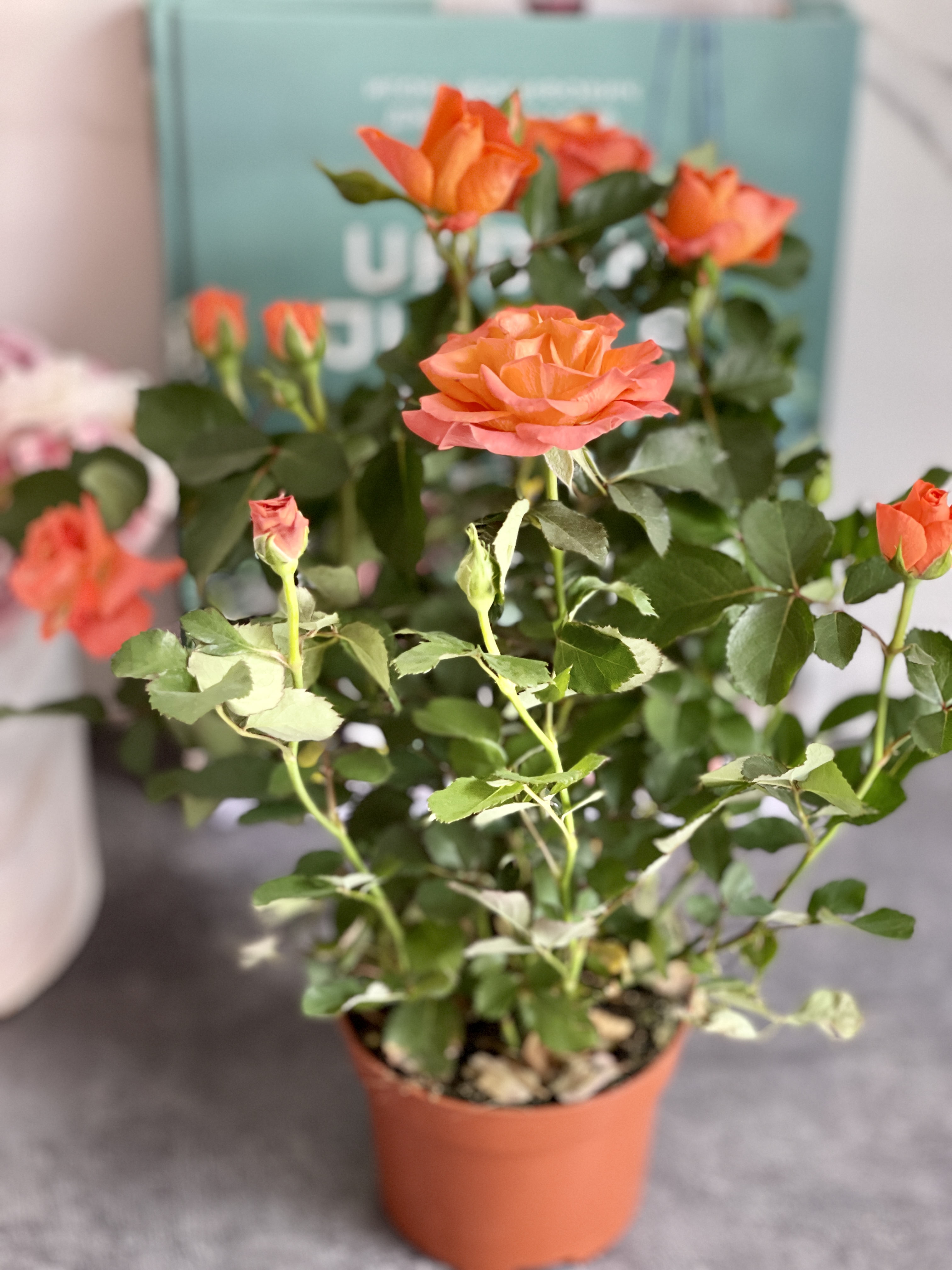 Роза оранжевая комнатная (Rose Orange) D9см