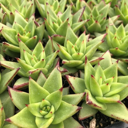 Эхеверия «Агавовидес Эбони Грин» (Echeveria Agavoides Ebony Green) D5см