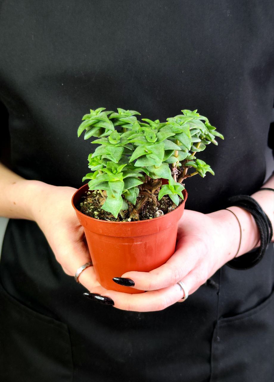 Крассула Продырявленная (Crassula Perforate) D8,5см