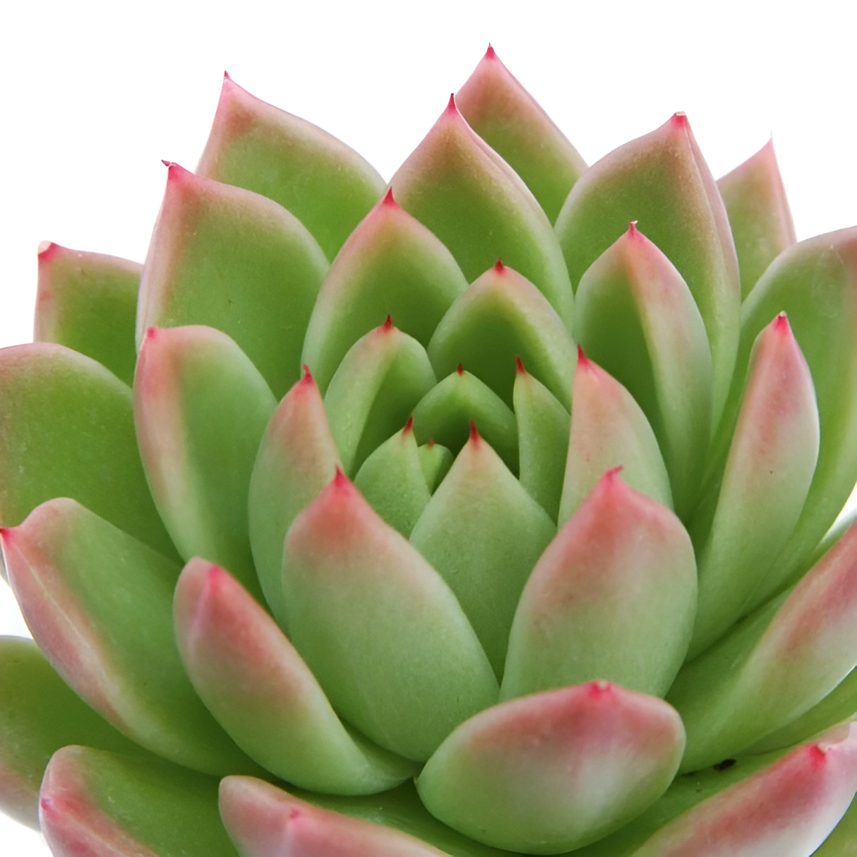 Эхеверия Агавоидес Ред Тип (Echeveria Agavoides Red Tip) D5см