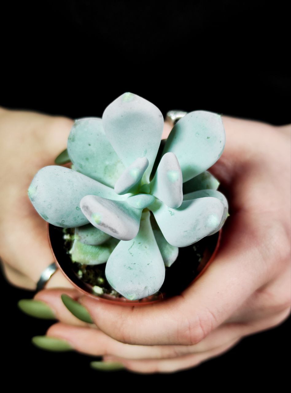 Пахифитум Глютиникауле (Pachyphytum Glutinicaule) D5см