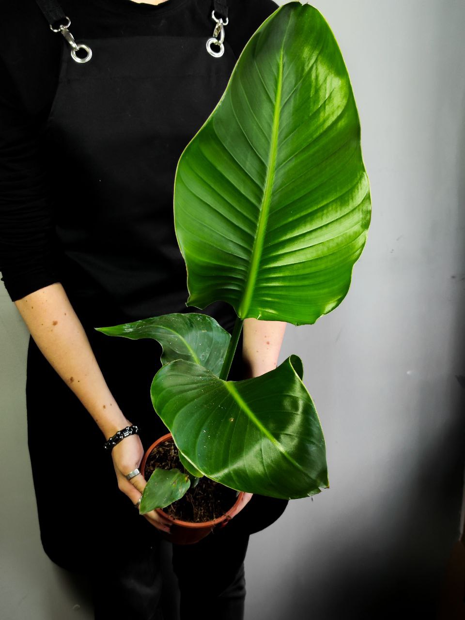 Стрелиция Николая (Strelitzia Nicolai) D12см