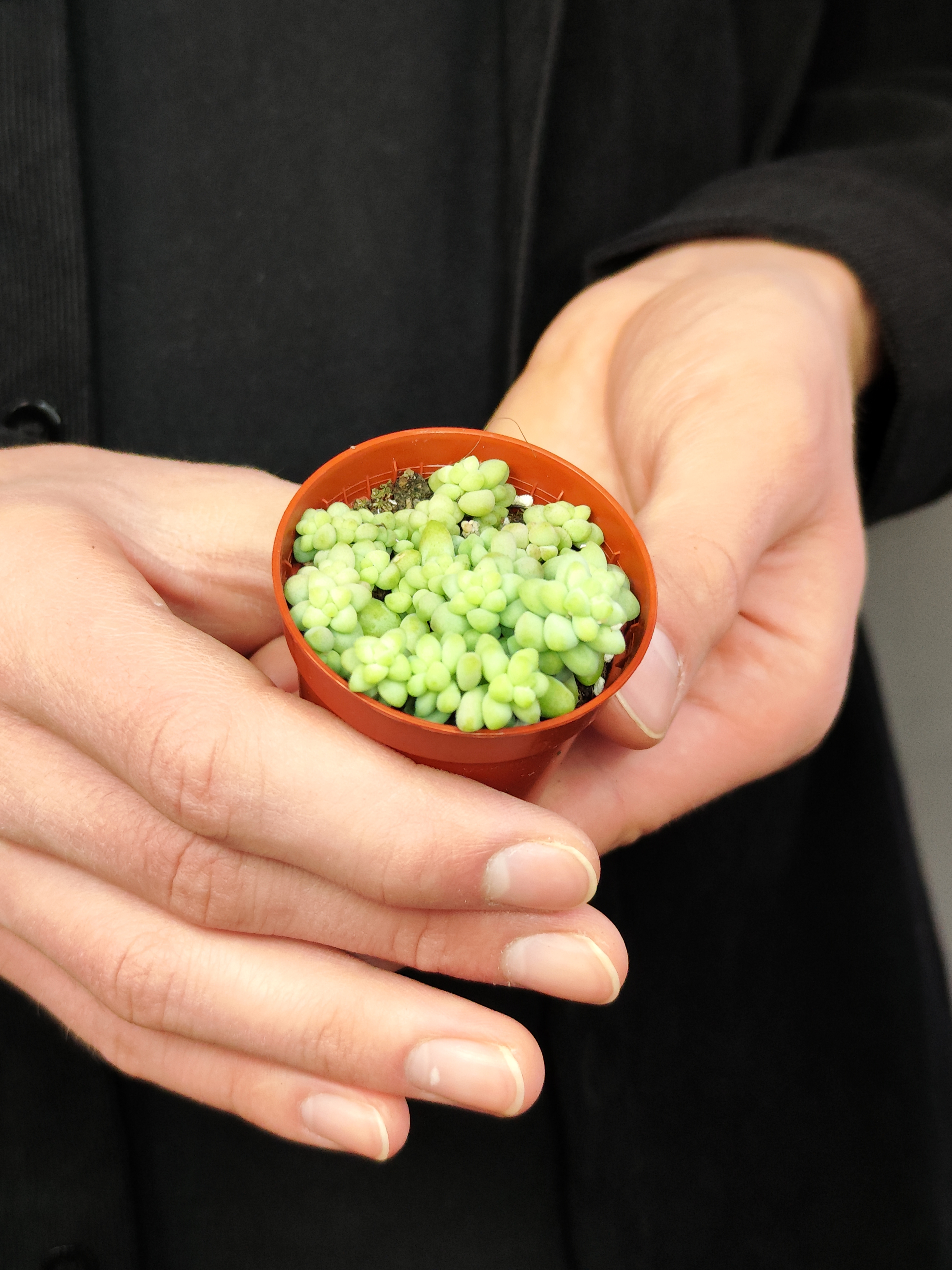Седум Буррито Мини (Sedum Burrito Mini) D5см