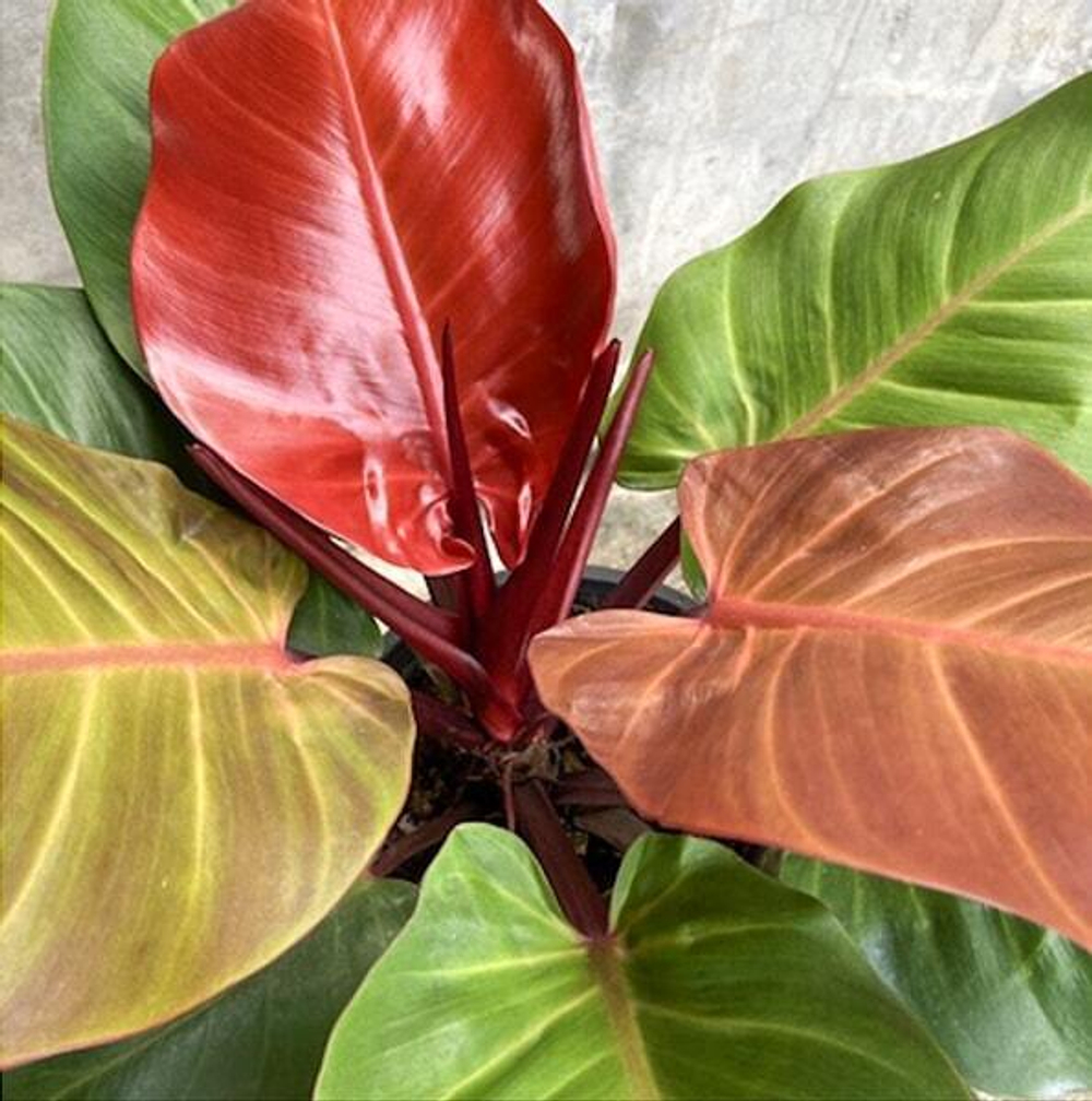 Филодендрон Черри Ред (Philodendron Cherry Red) D6см