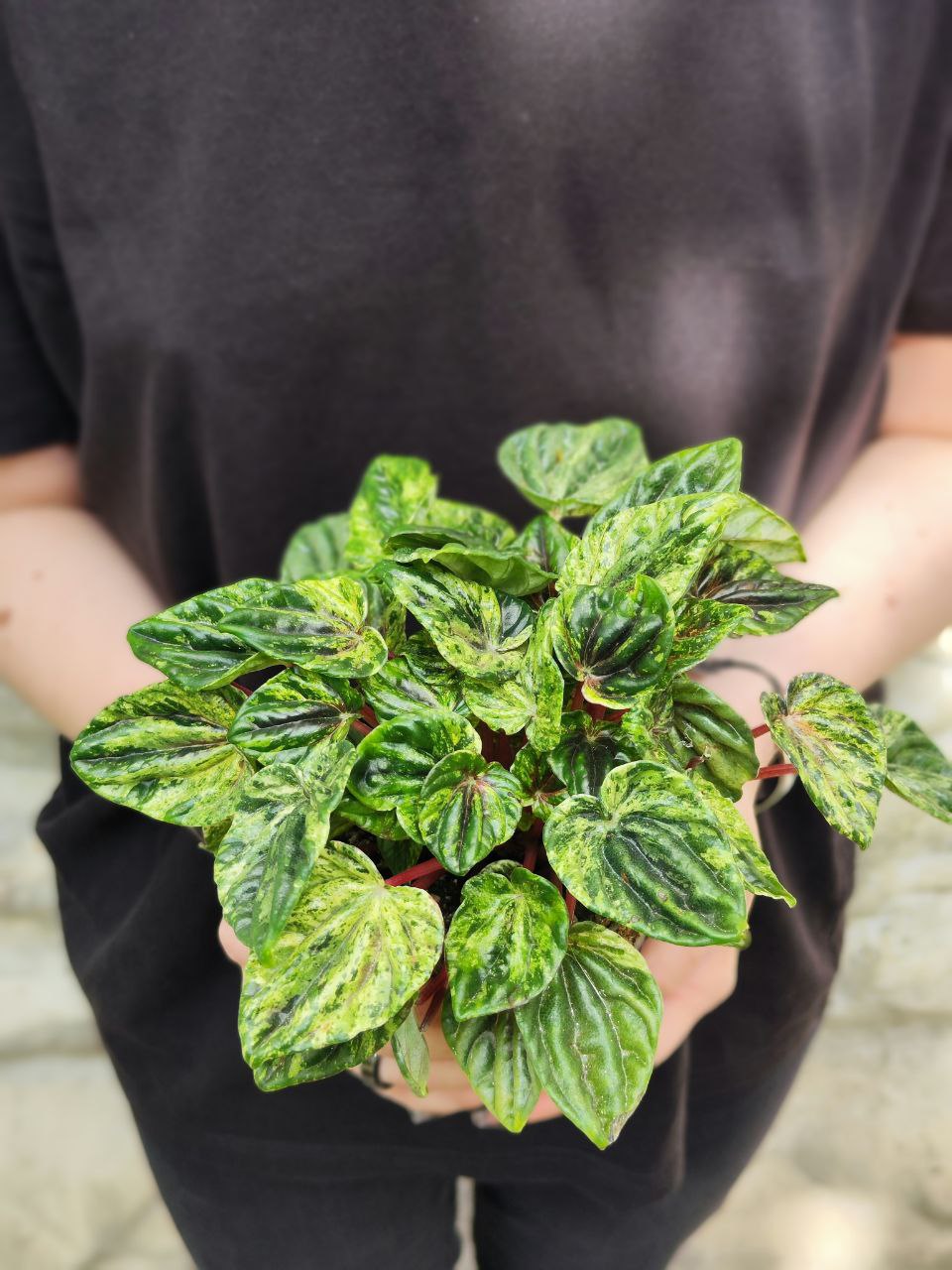 Пеперомия Буэнос Айрес (Peperomia Buenos Aires) D11см