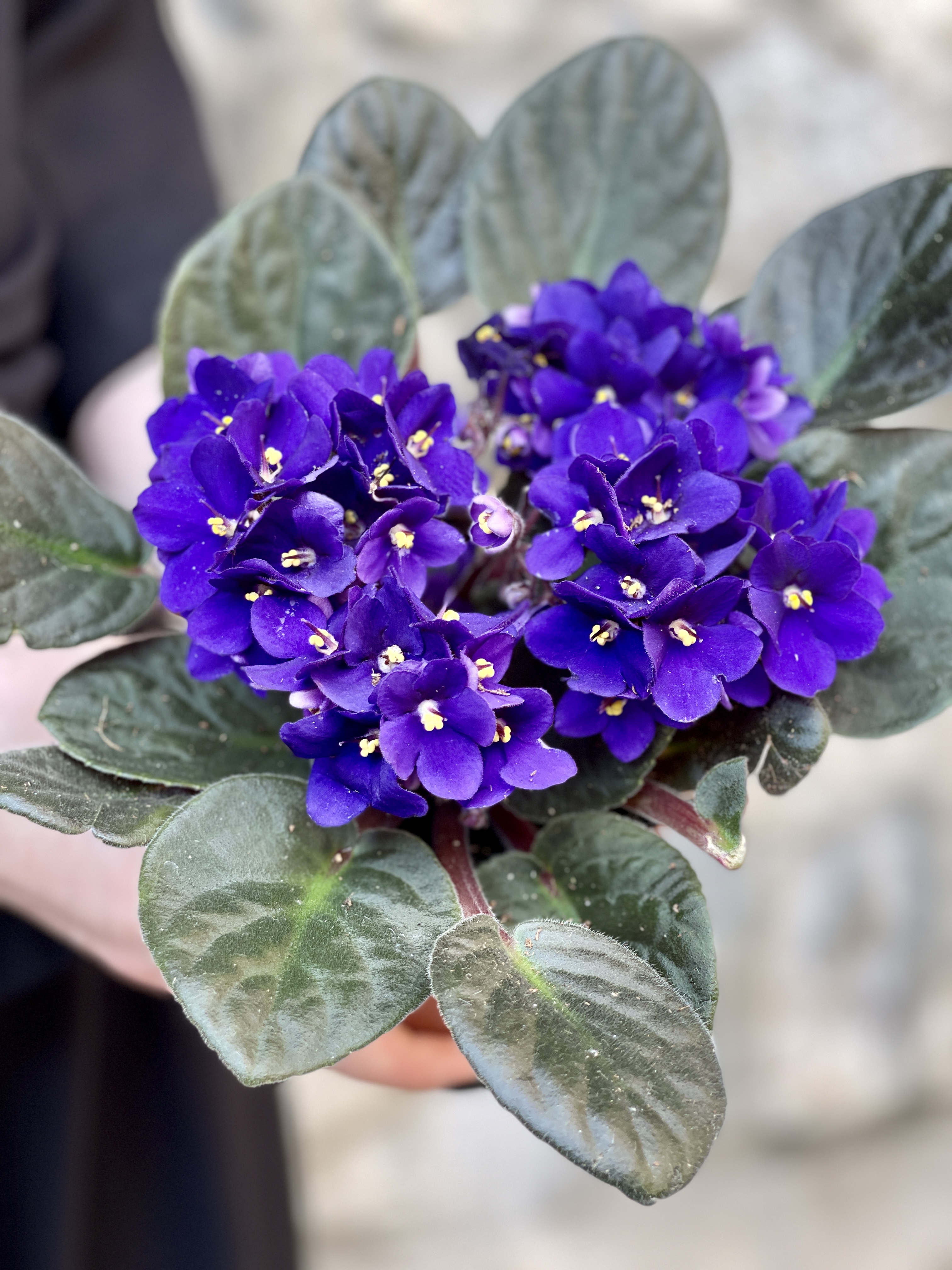 Сенполия Фиолетовая, или Фиалка (Saintpaulia Violet) D10см