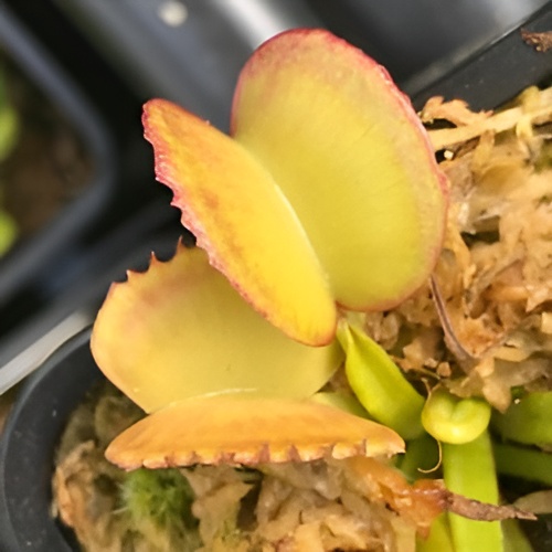 Венерина Мухоловка, Дионея Басмати (Dionaea Muscipula GJ Basmati) D9см